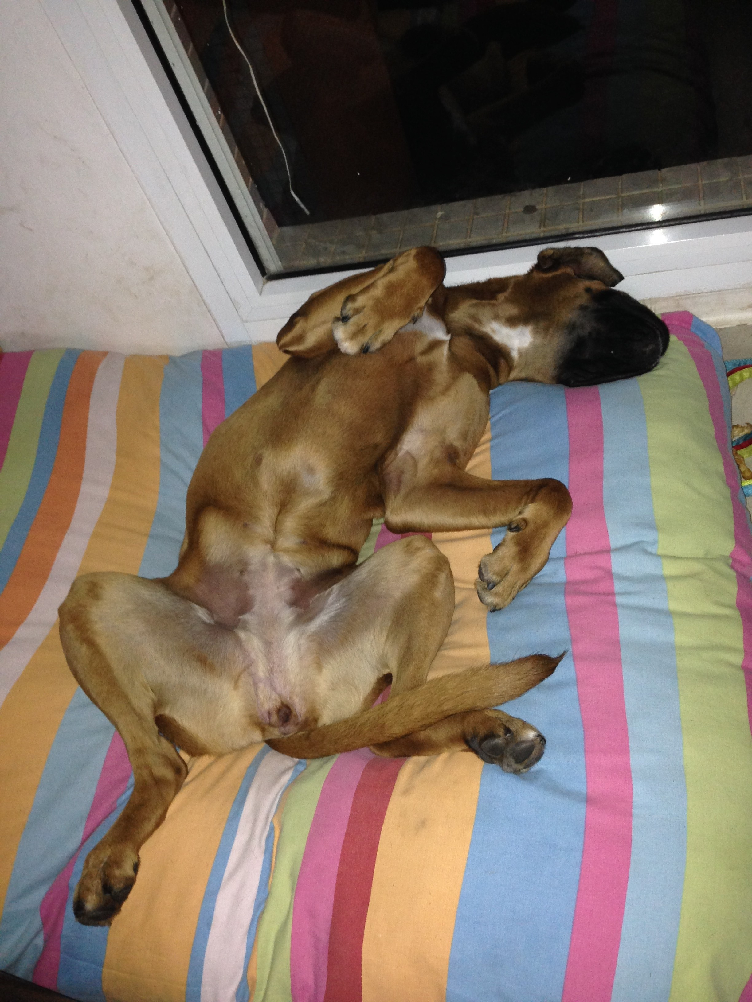 My ״Star״ Boxer Dog