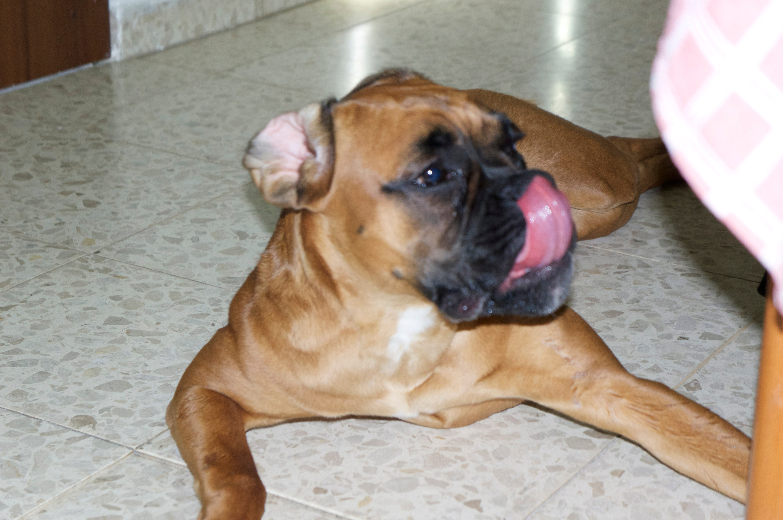 My ״Star״ Boxer Dog