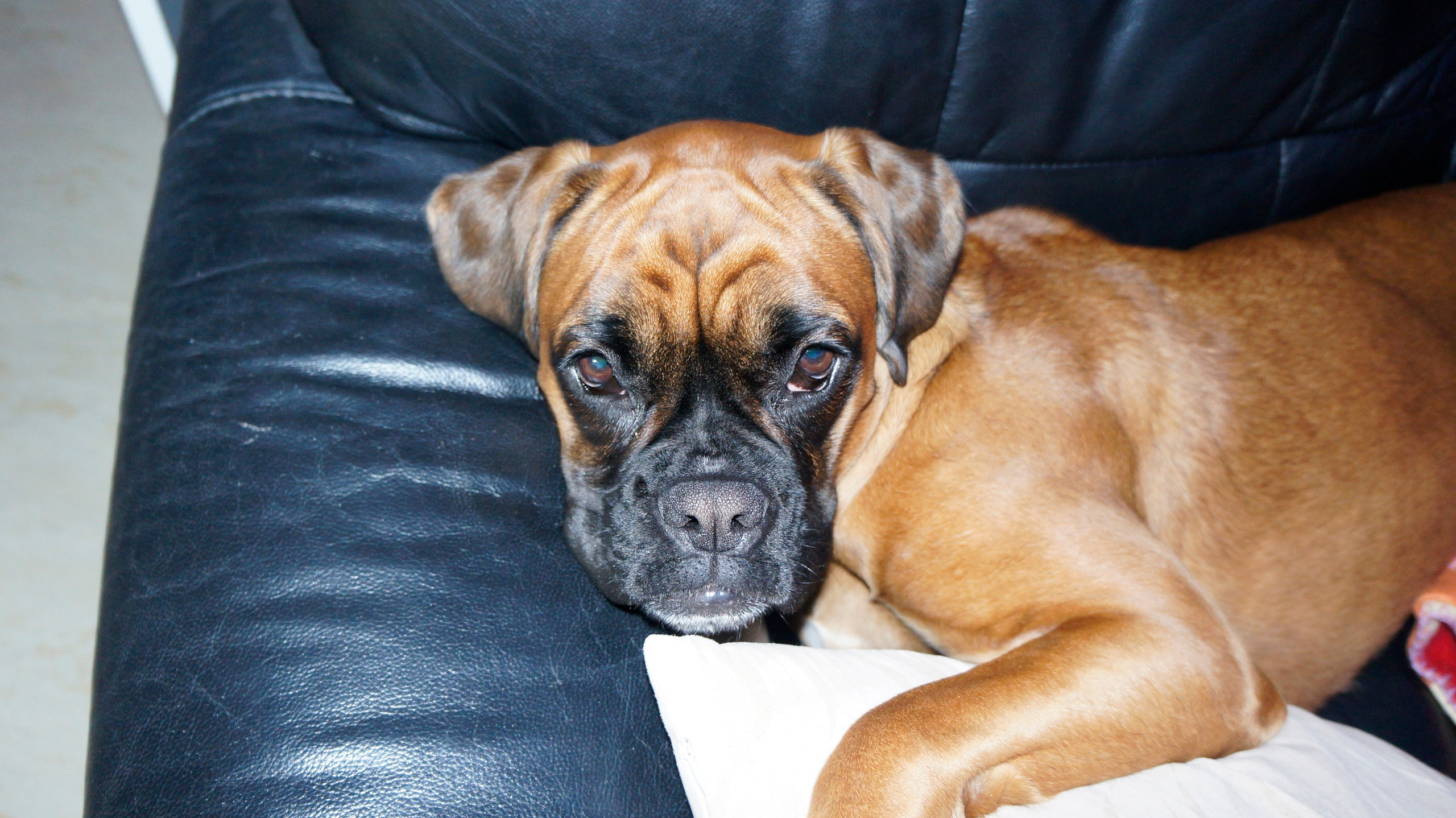 My ״Star״ Boxer Dog