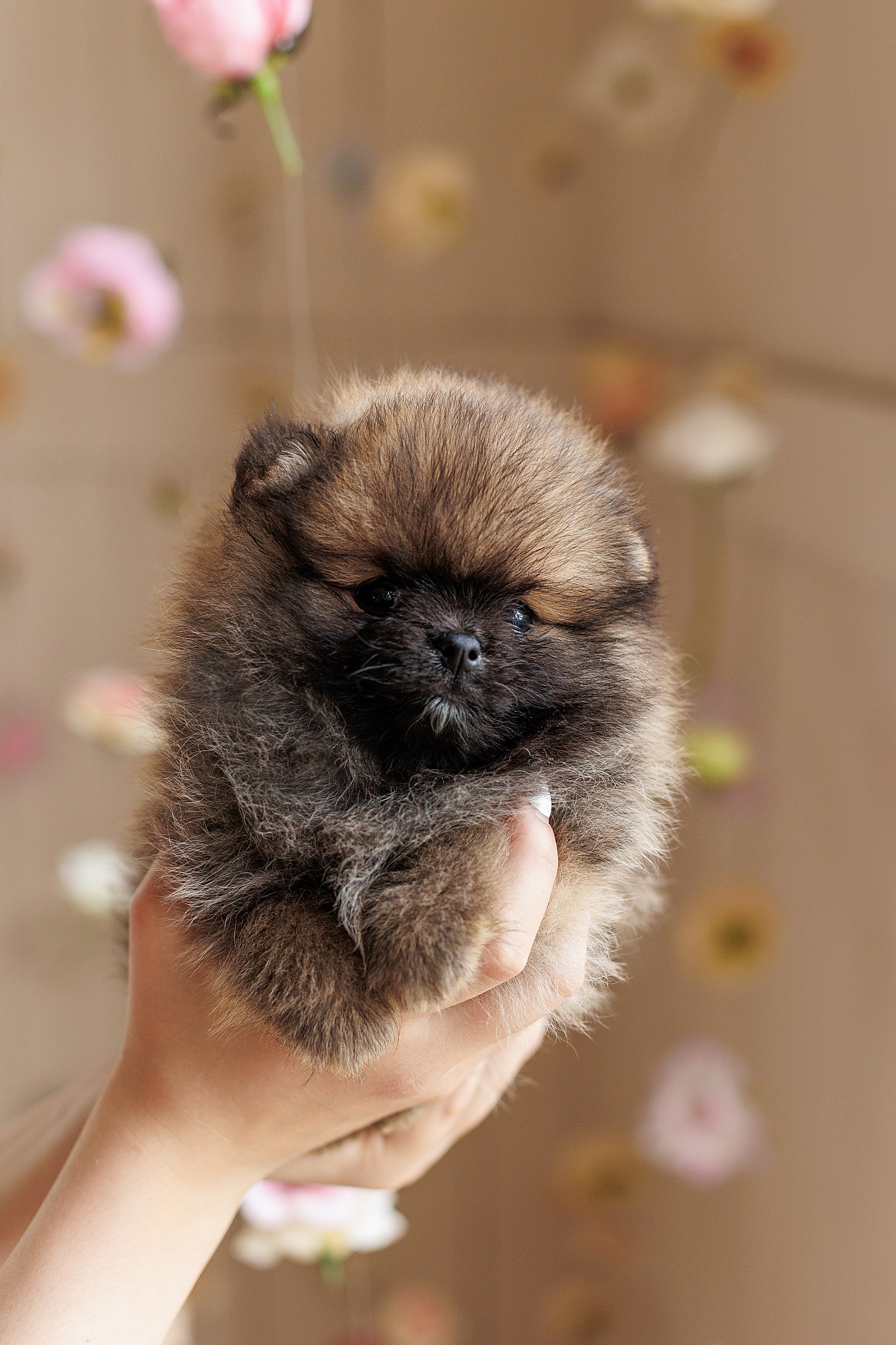 Pomeranian puppies. Семейный фотограф в Кишинёве Пулькина Ольга