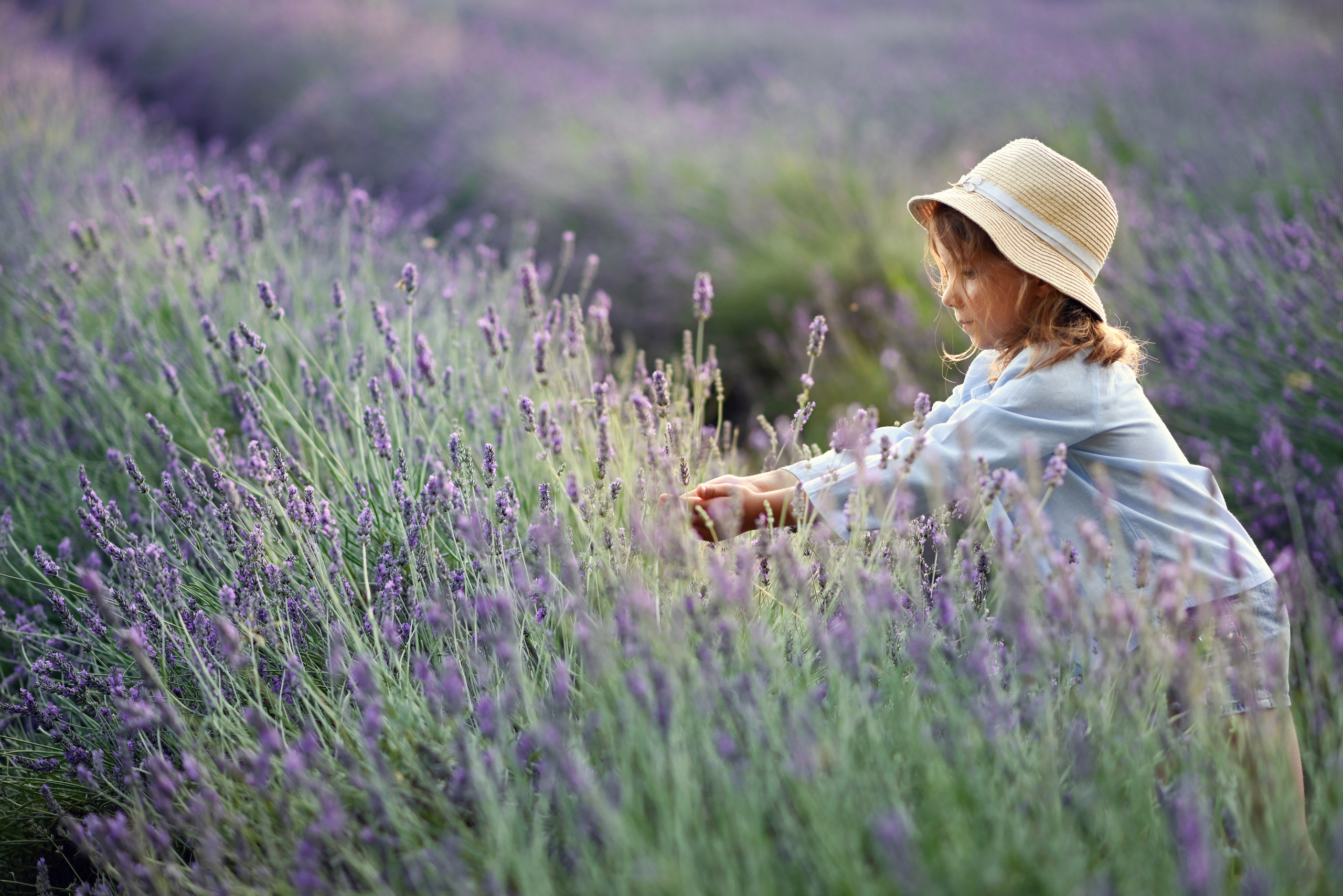 Lavanda. Uliana Radeka Fotograf
