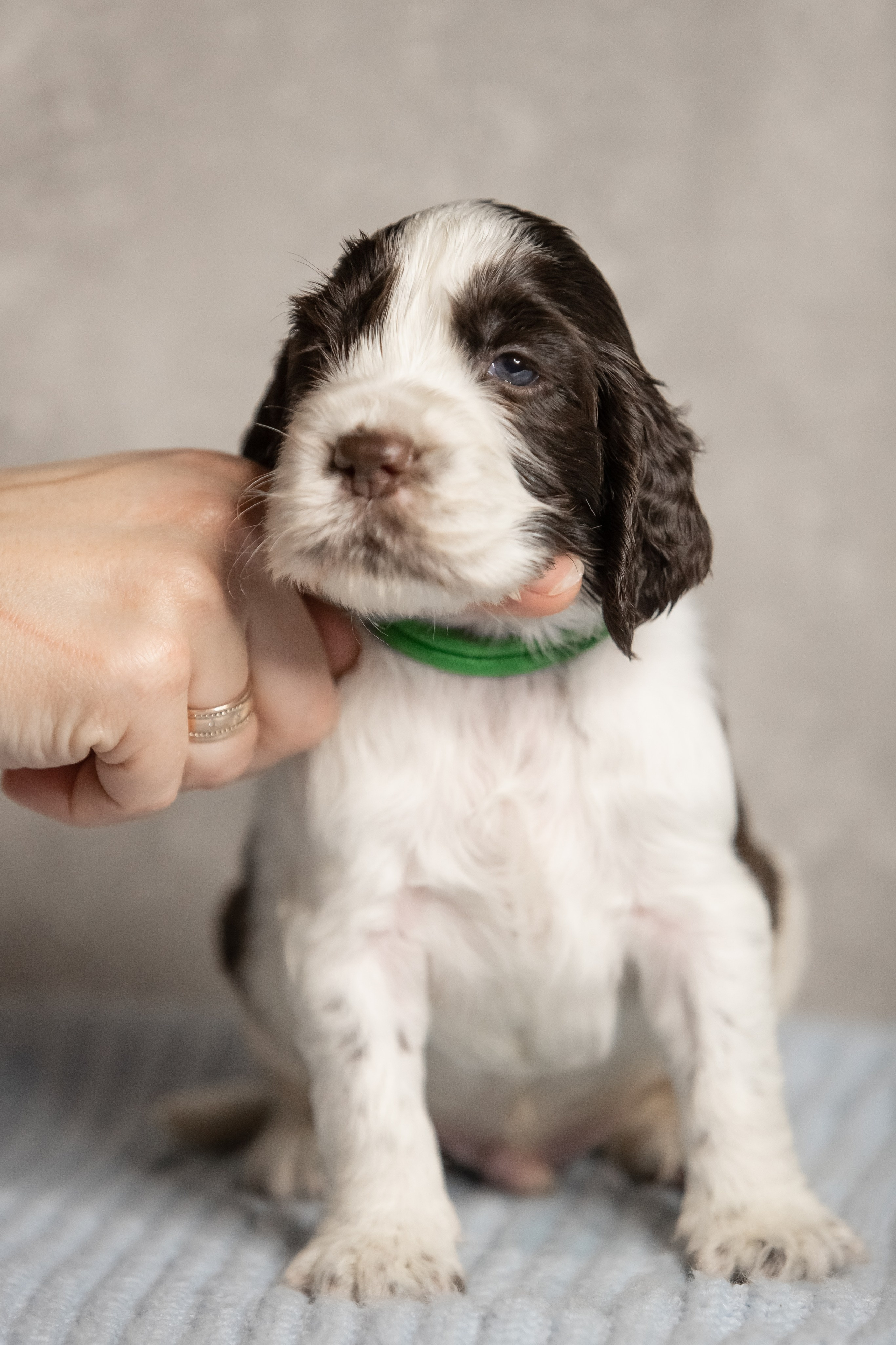 Male — Green collar 💚. Website of the titled stud dog of the Springer Spaniel breed
