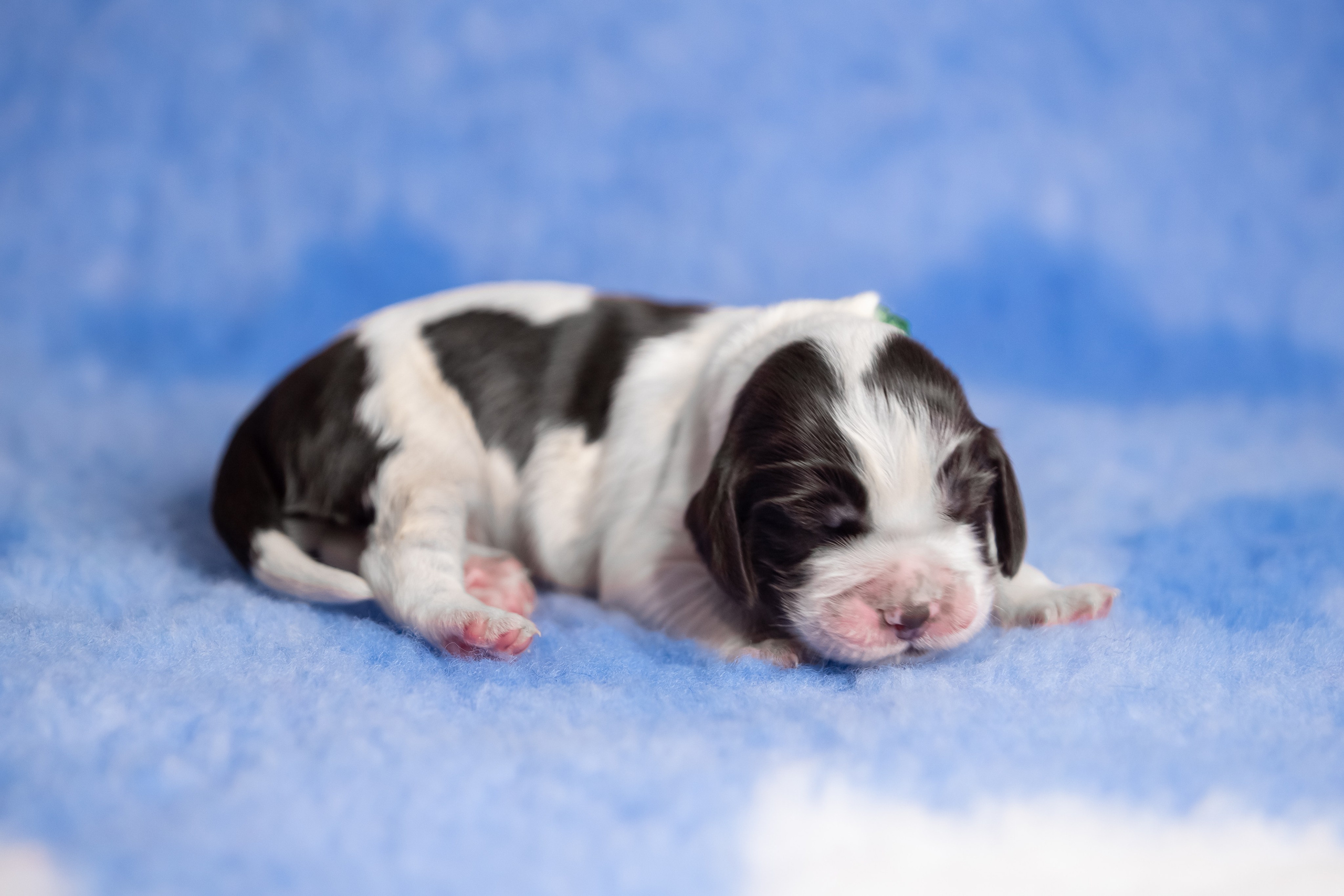 Male — Green collar 💚. Website of the titled stud dog of the Springer Spaniel breed