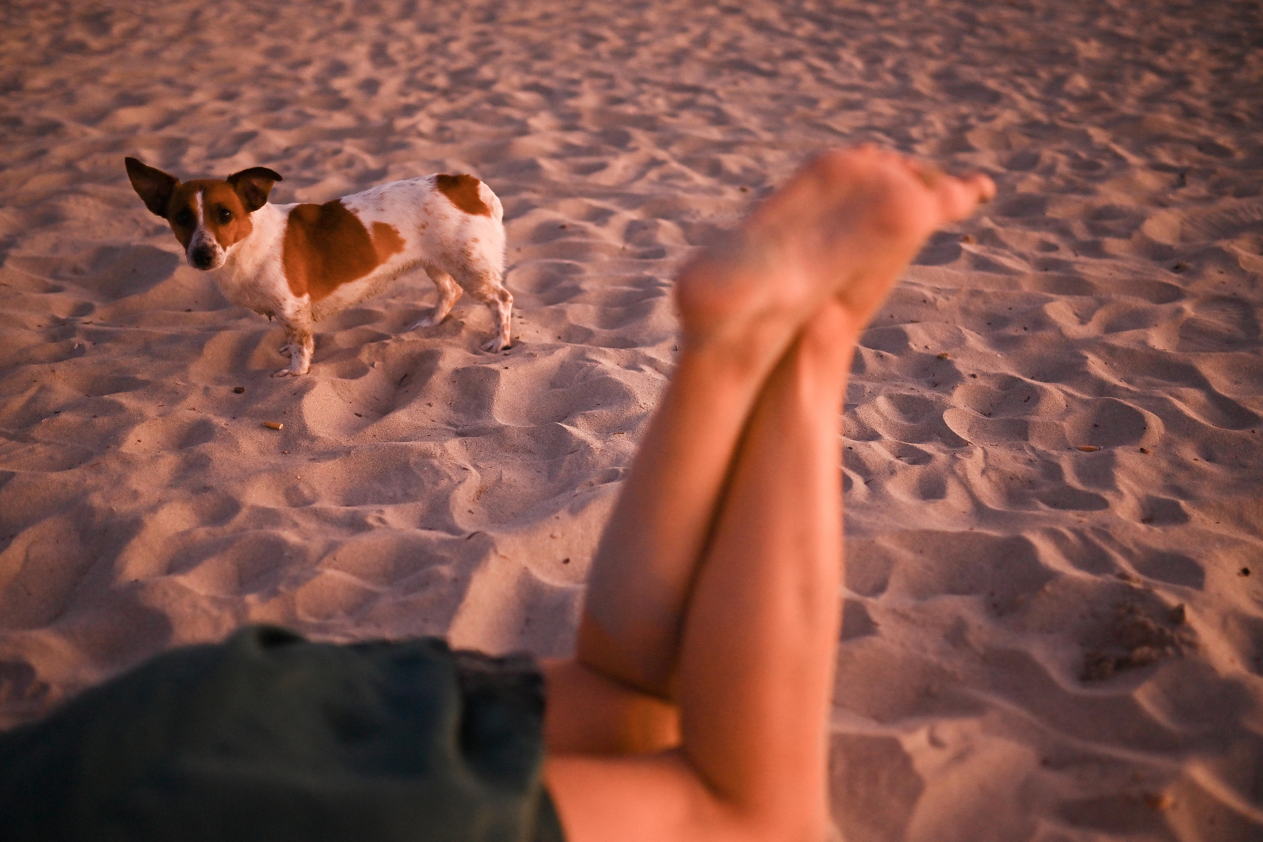 Sunset Walks & Sandy Paws