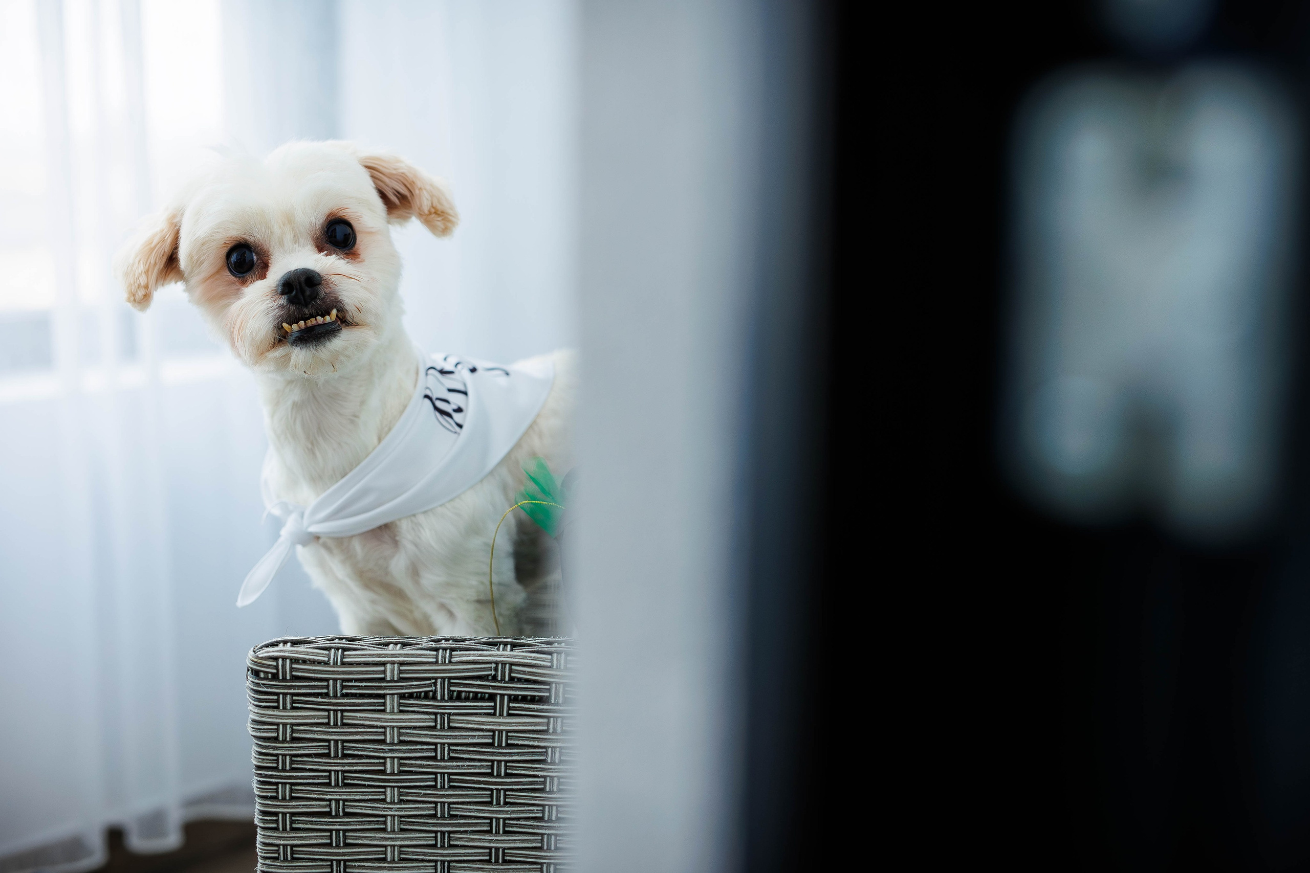 Cadre Interior Miri. Dream Studio Galați – ședințe foto profesionale pentru familie, portrete și evenimente