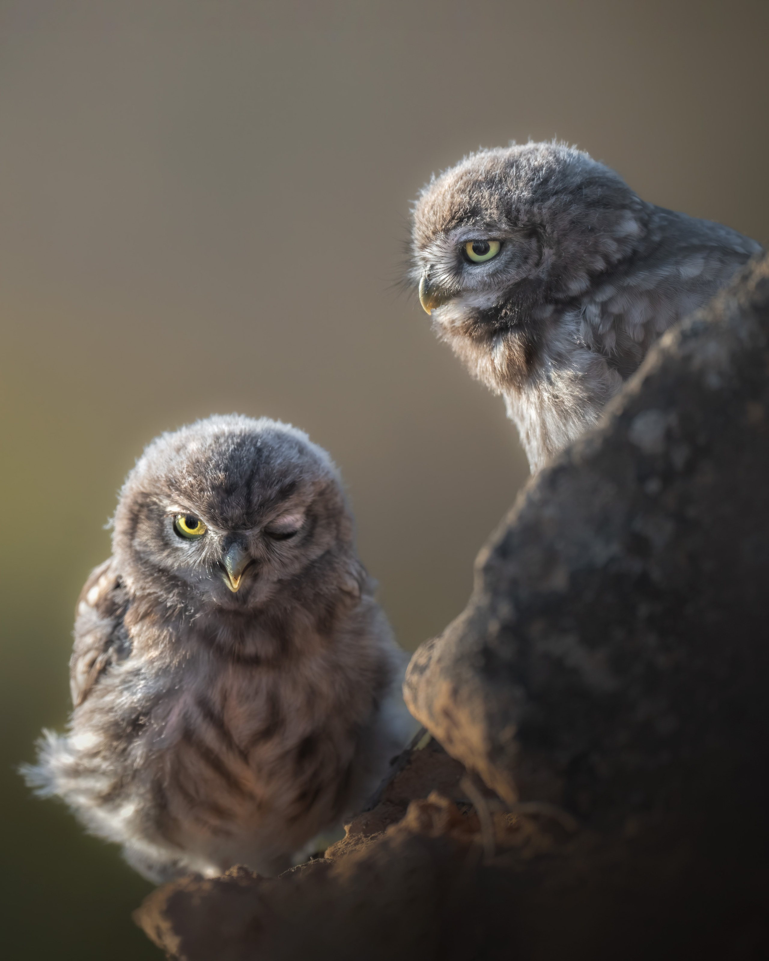 GALLERY. Fine art wildlife photographer Alexandra Surkova