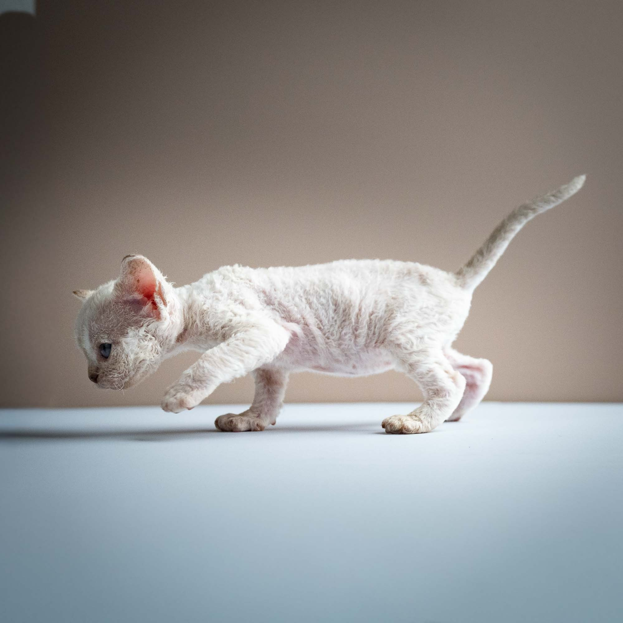 Selena, girl, born 05.08.26. Devon Rex Pixie Cattery
