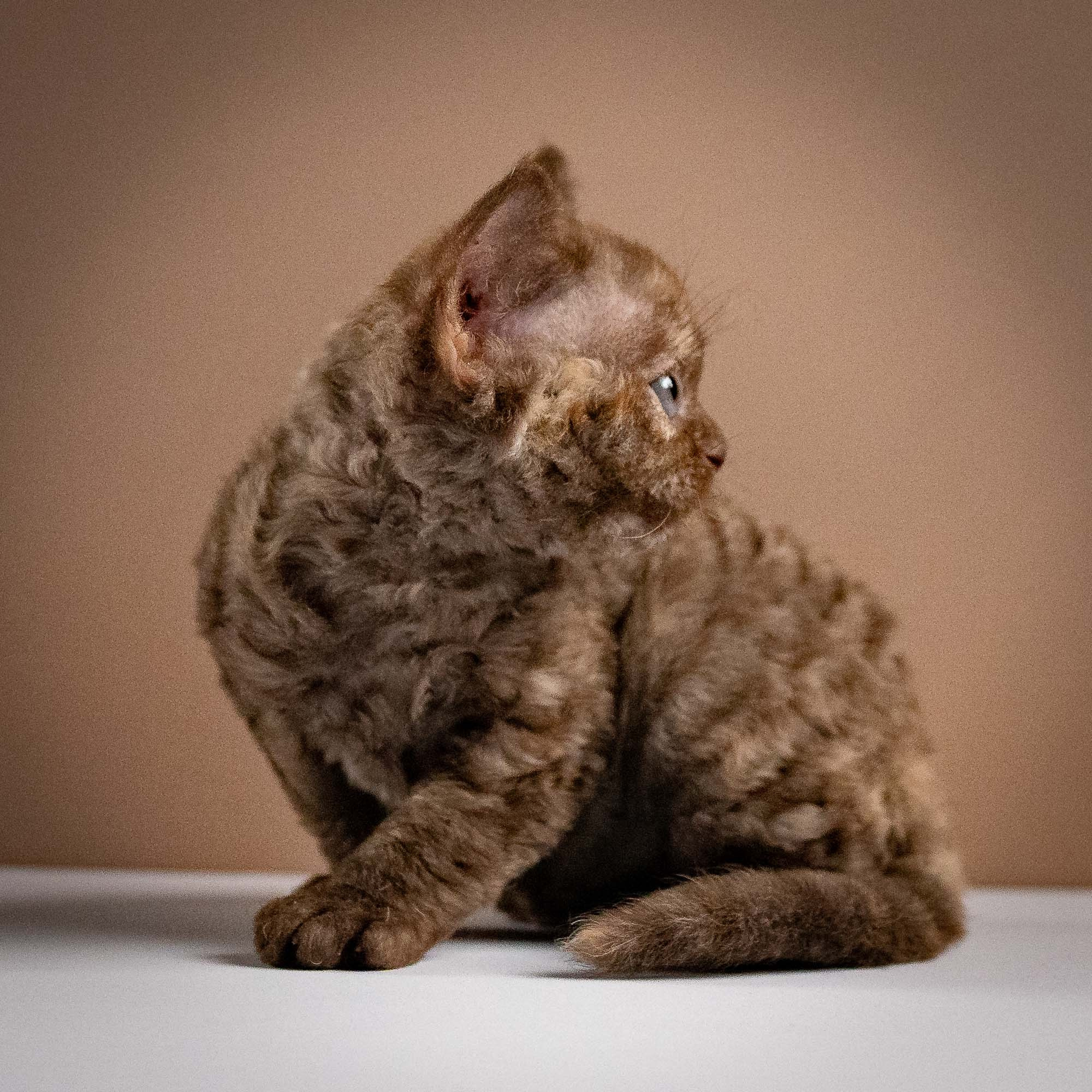 Olivia, girl, born 02.08.26. Devon Rex Pixie Cattery