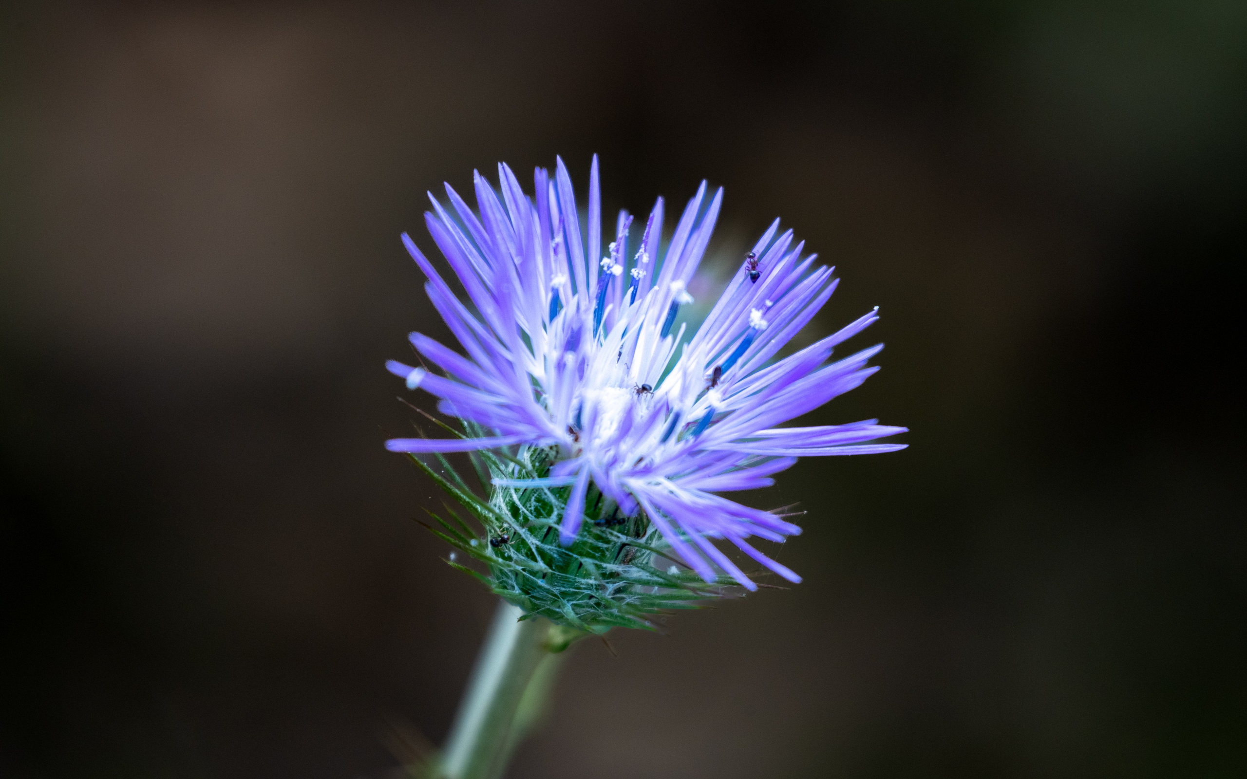 Macro Photography. Prime_Frame_Studio