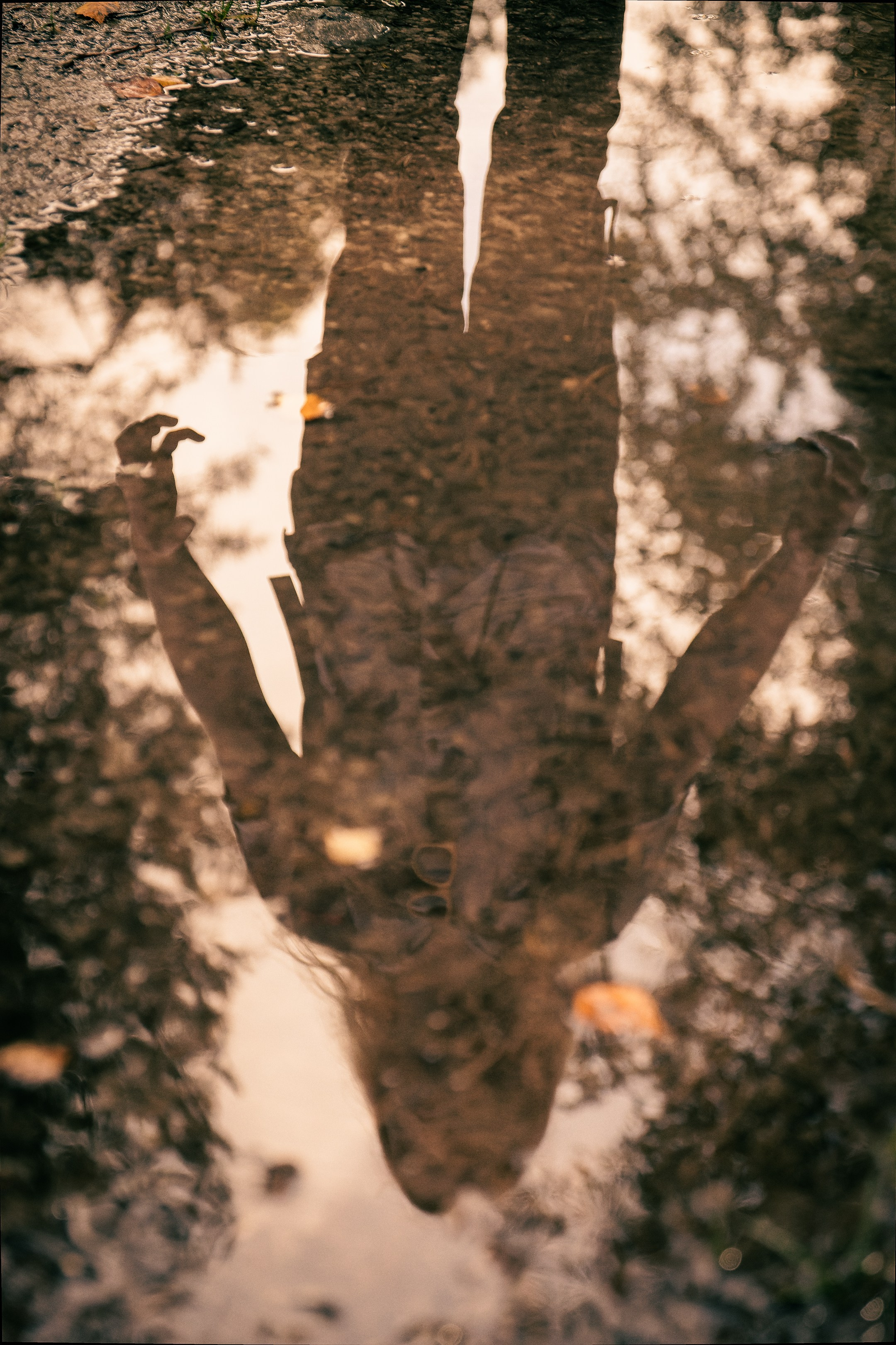 Mets, vihm ja jahedus (Dimitry). Nebula 25 — Fotod teie hingele