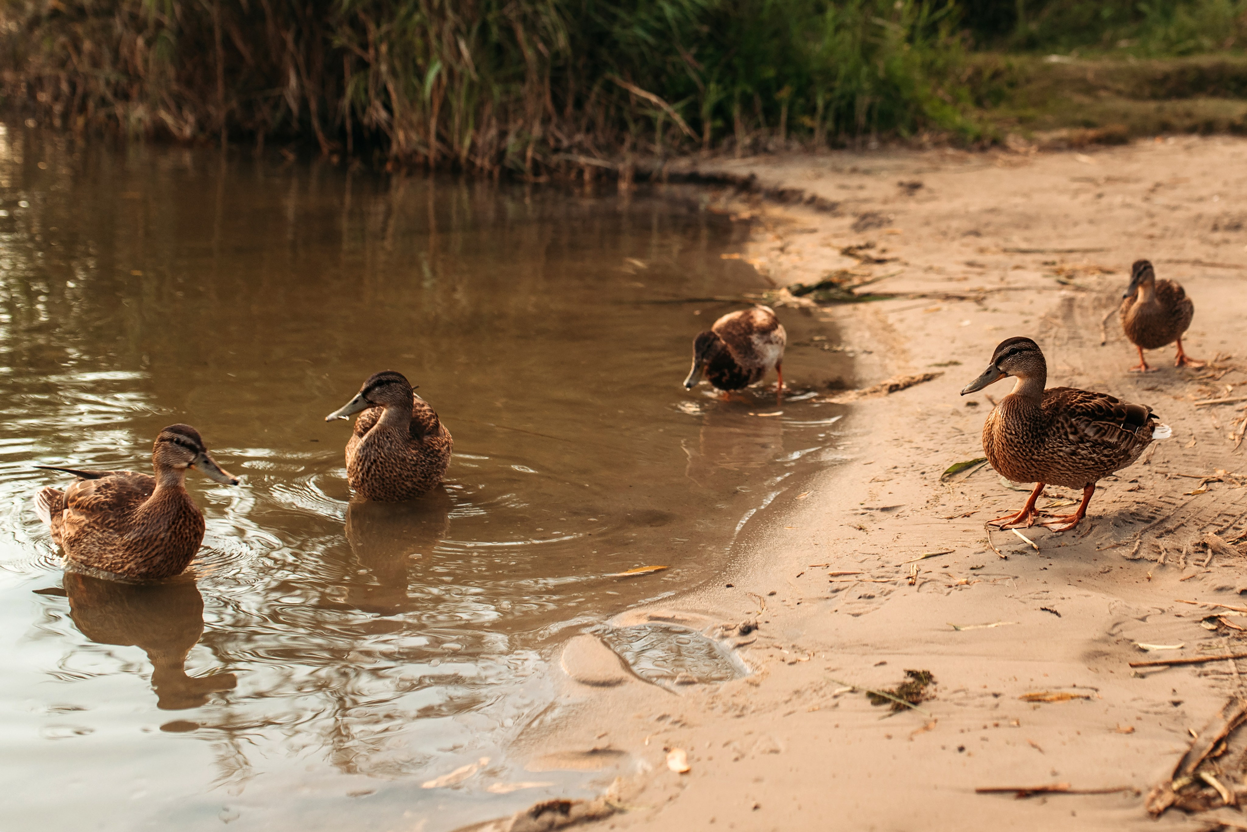 Marina & Artem & Timur. Familien- und Hochzeitsfotografin. Ich arbeite in Koblenz und Rheinlan