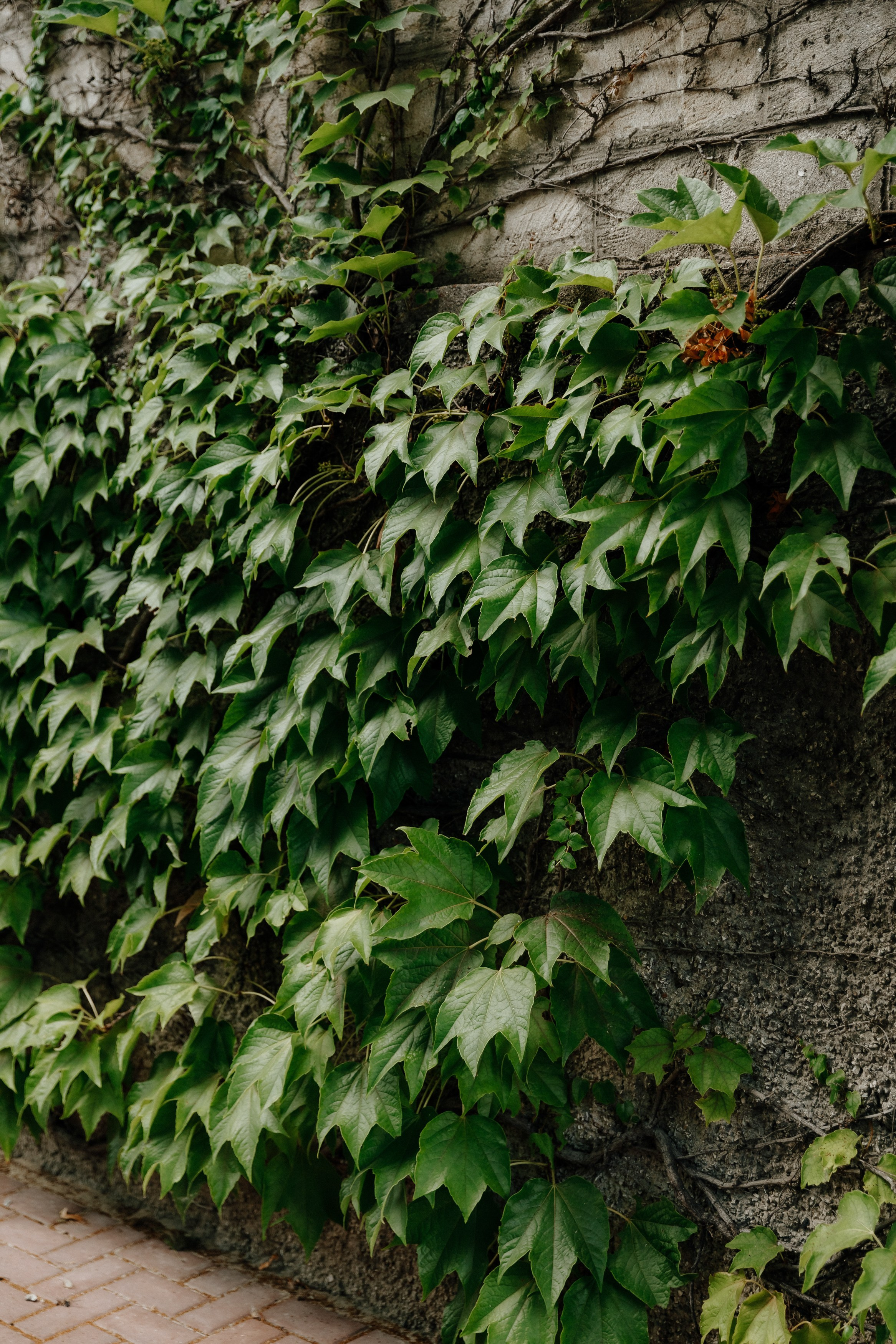 Wedding — Dumitru & Victoria. Fulga Photographer