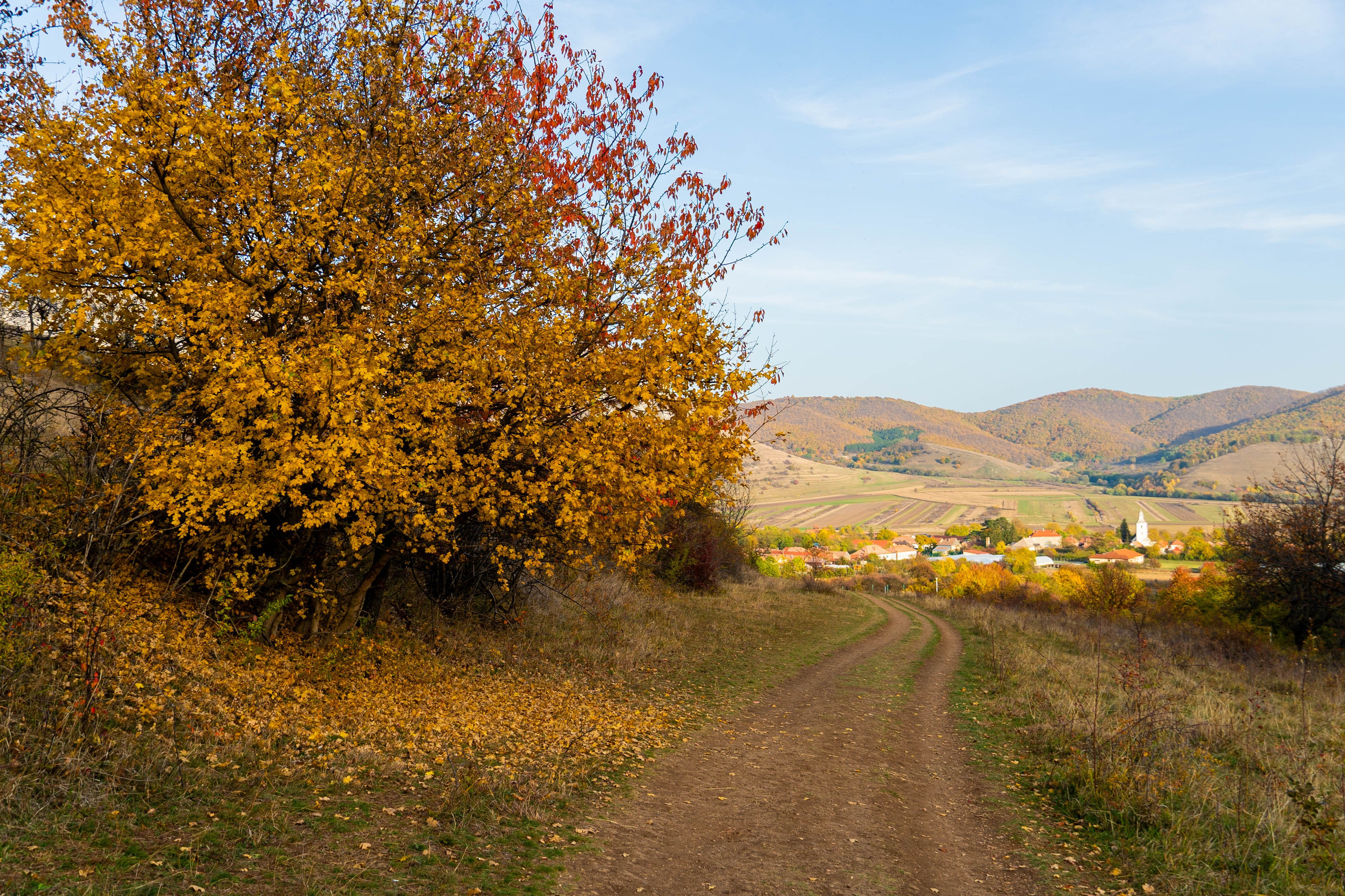 Alecsandru Braicu — Sports Photographer