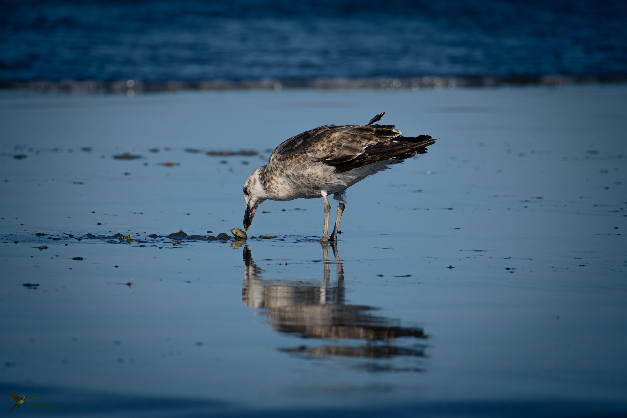 Доминиканская чайка