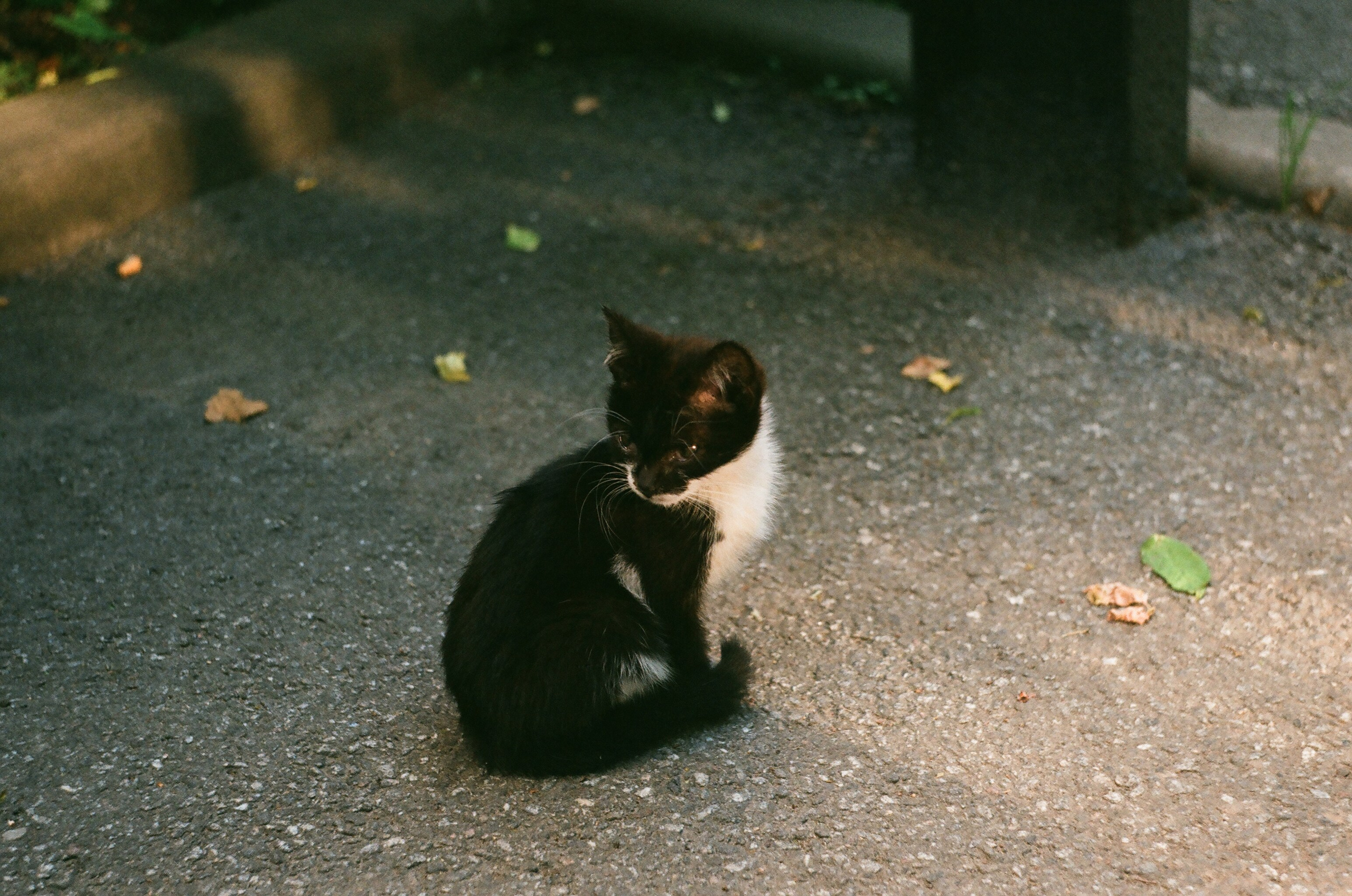 Animals. Elena Zykova film photographer in London
