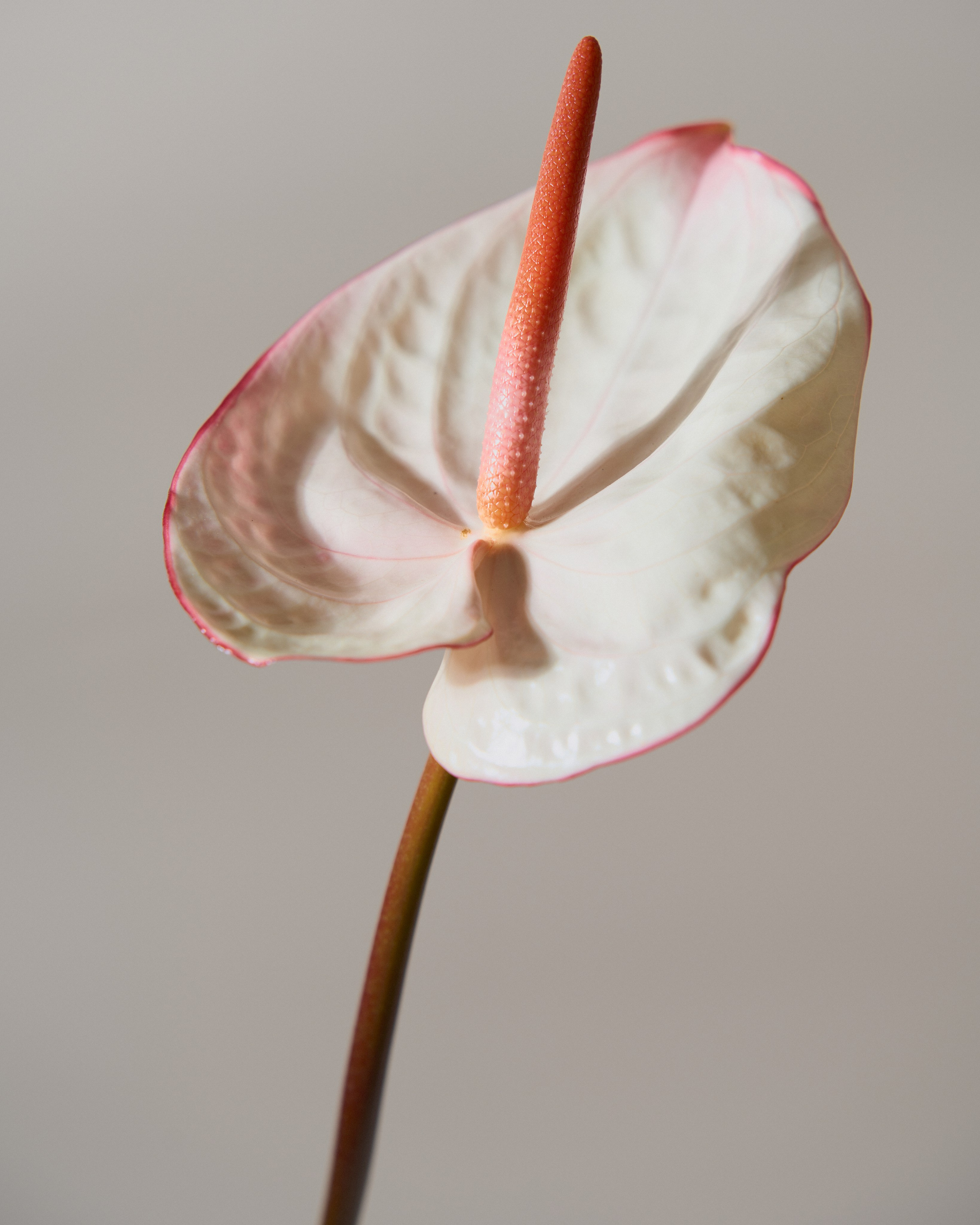 Flowers. Your creative photographer and professional retoucher