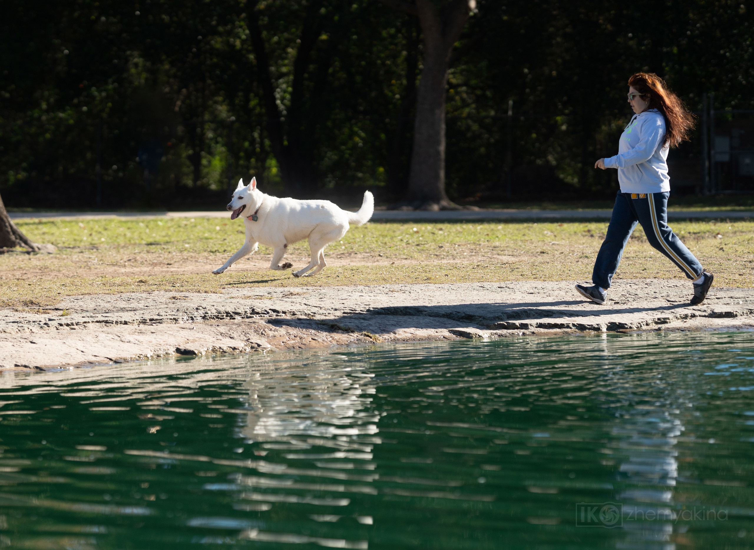 Bella White Shepherd. Photographer Irina Kozhemyakina. Houston