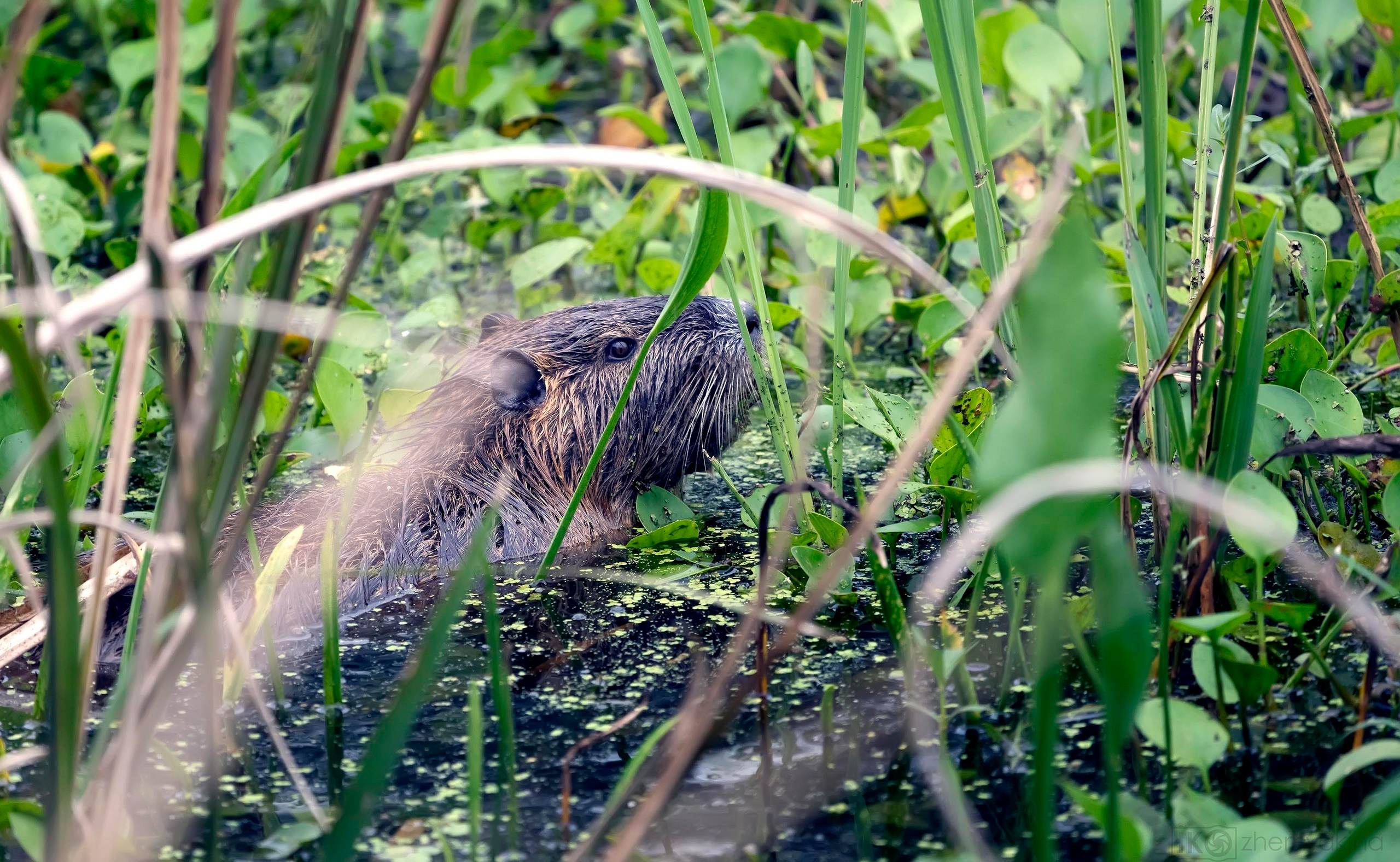 Nutria, also known as coypu or swamp rats, are large rodents that live in areas with lots of freshwater. These mammals are native to South America and were introduced into the United States between 1899 and 1930 through the fur industry, according to the U.S. Fish and Wildlife Service (FWS)