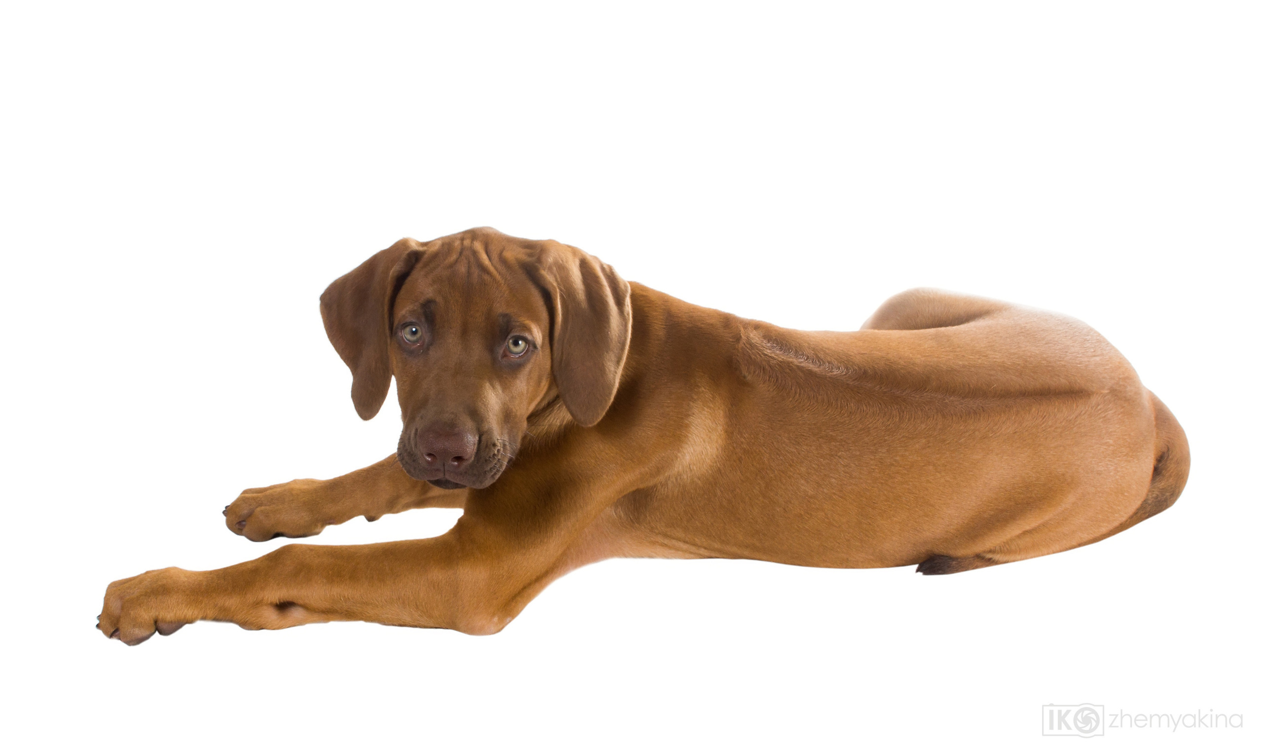 Rhodesian Ridgeback. Photographer Irina Kozhemyakina. Houston