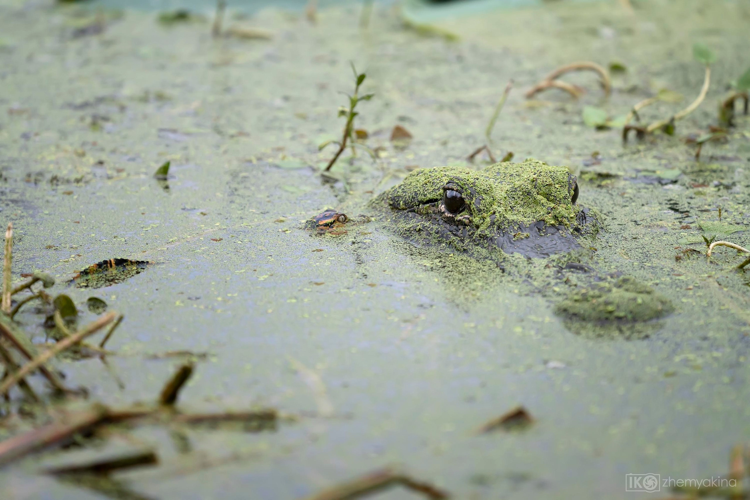 Mom alligator and baby near
