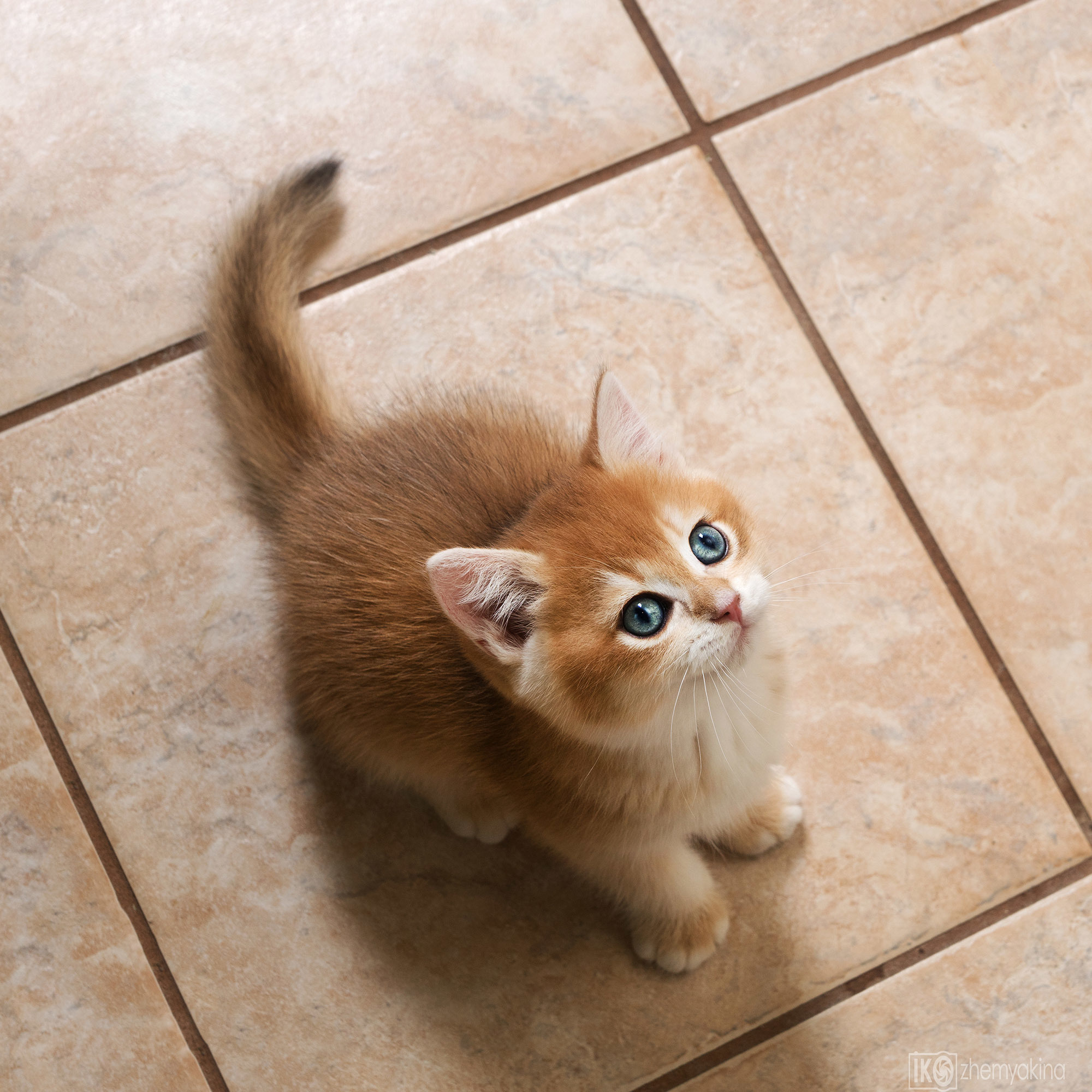 British Glory Cats. Photographer Irina Kozhemyakina. Houston