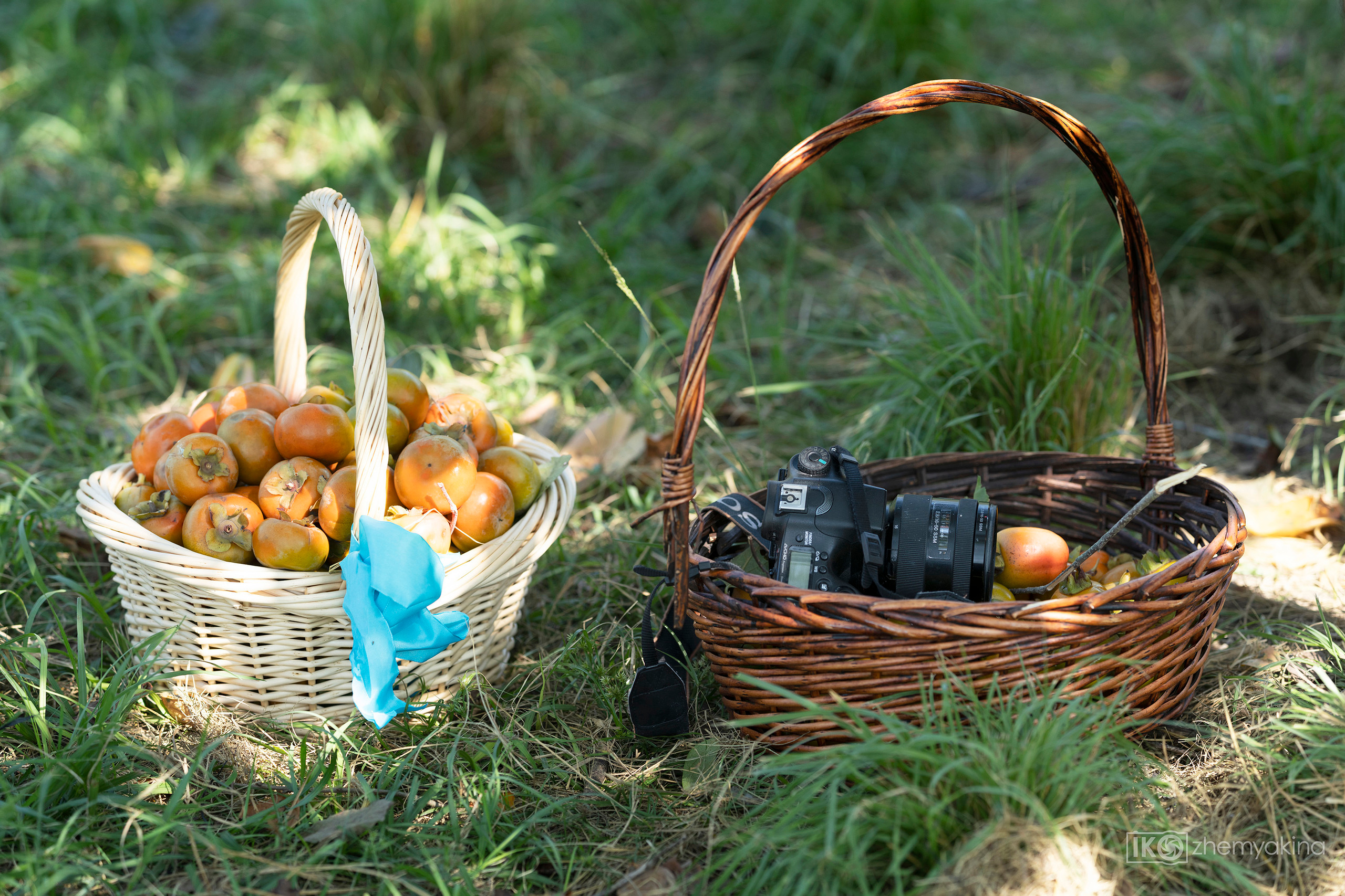On the farm 09-13-2020. Photographer Irina Kozhemyakina. Houston