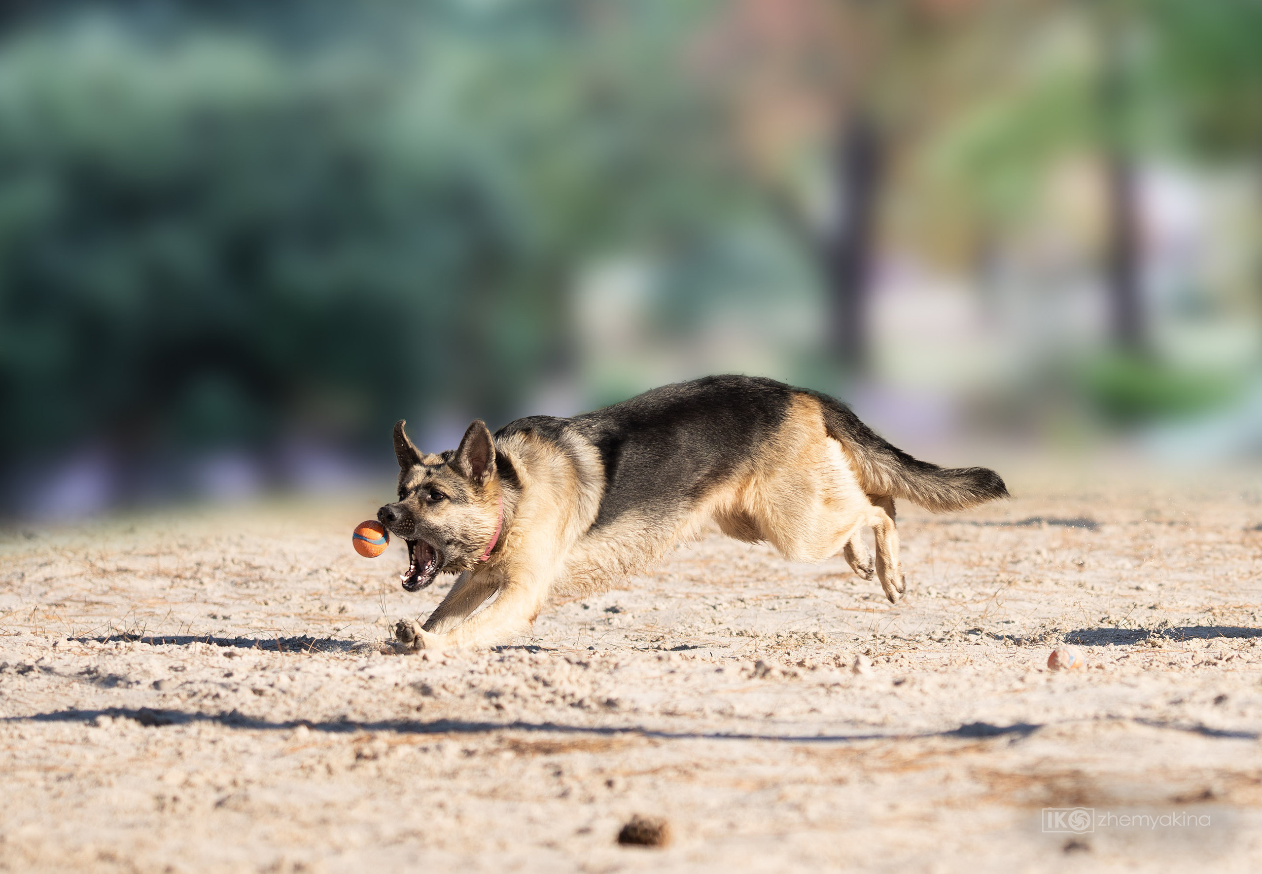 Two shepherd dogs and a ball. Photographer Irina Kozhemyakina. Houston