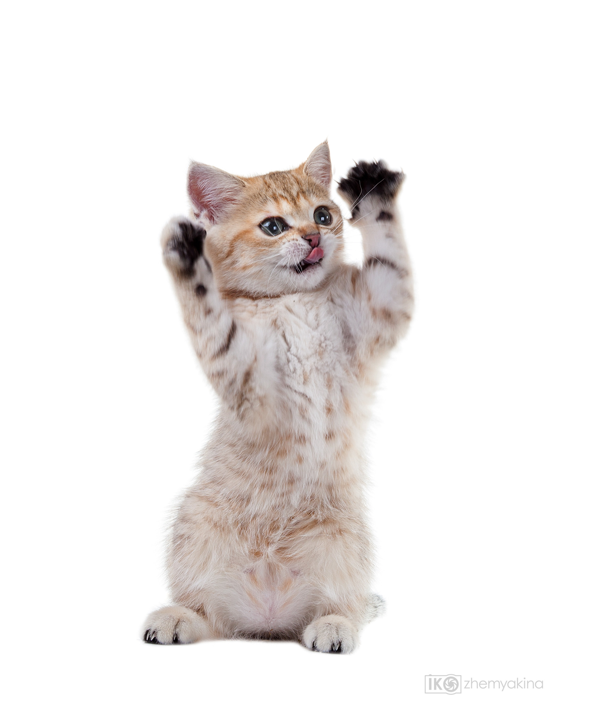 British Glory Cats. Photographer Irina Kozhemyakina. Houston