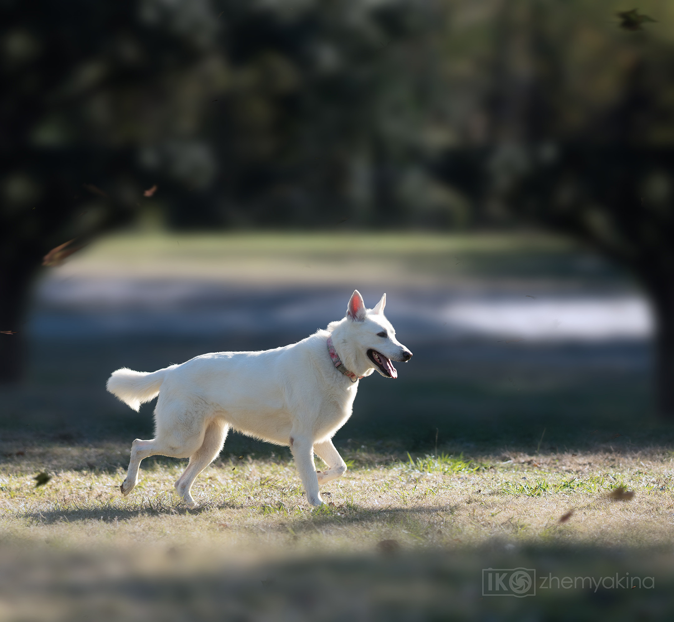 Bella White Shepherd. Photographer Irina Kozhemyakina. Houston