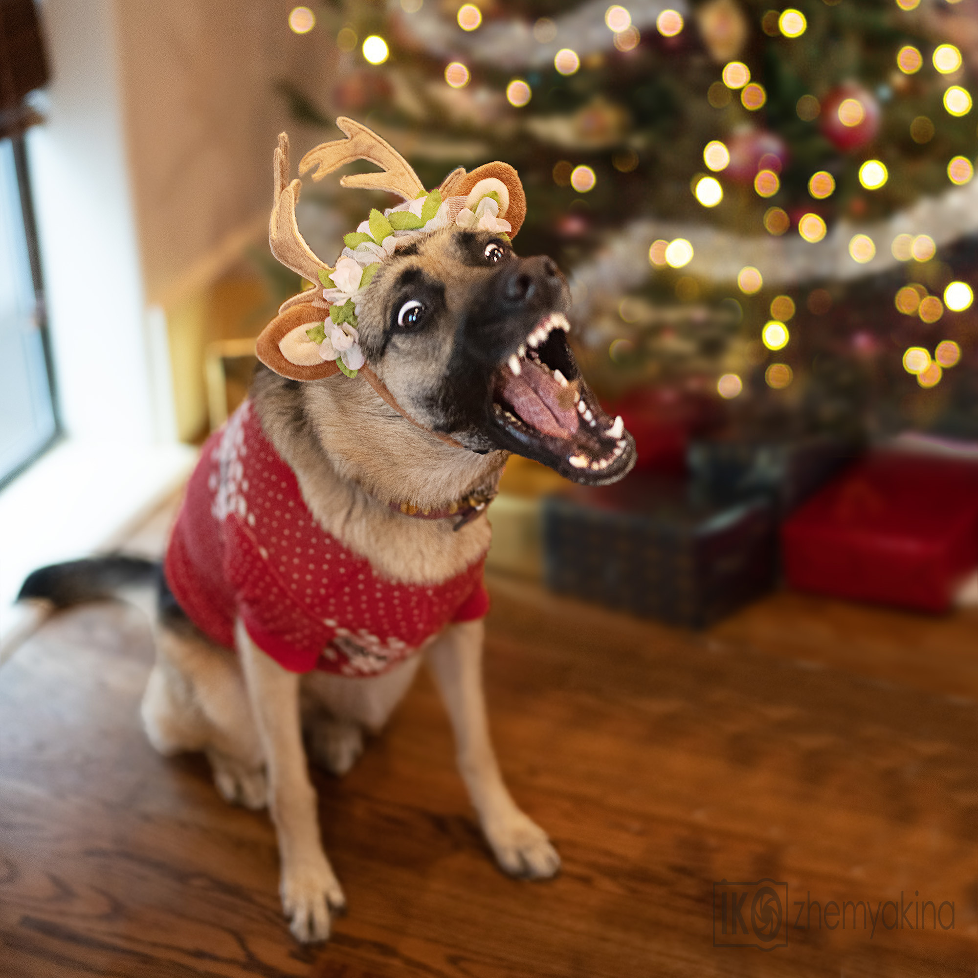 Dogs and baby. Photographer Irina Kozhemyakina. Houston