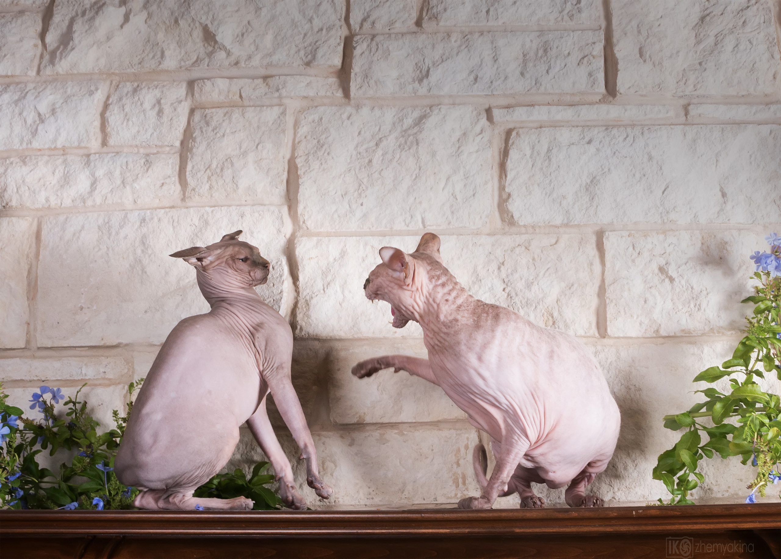 Sphynx cat. Photographer Irina Kozhemyakina. Houston