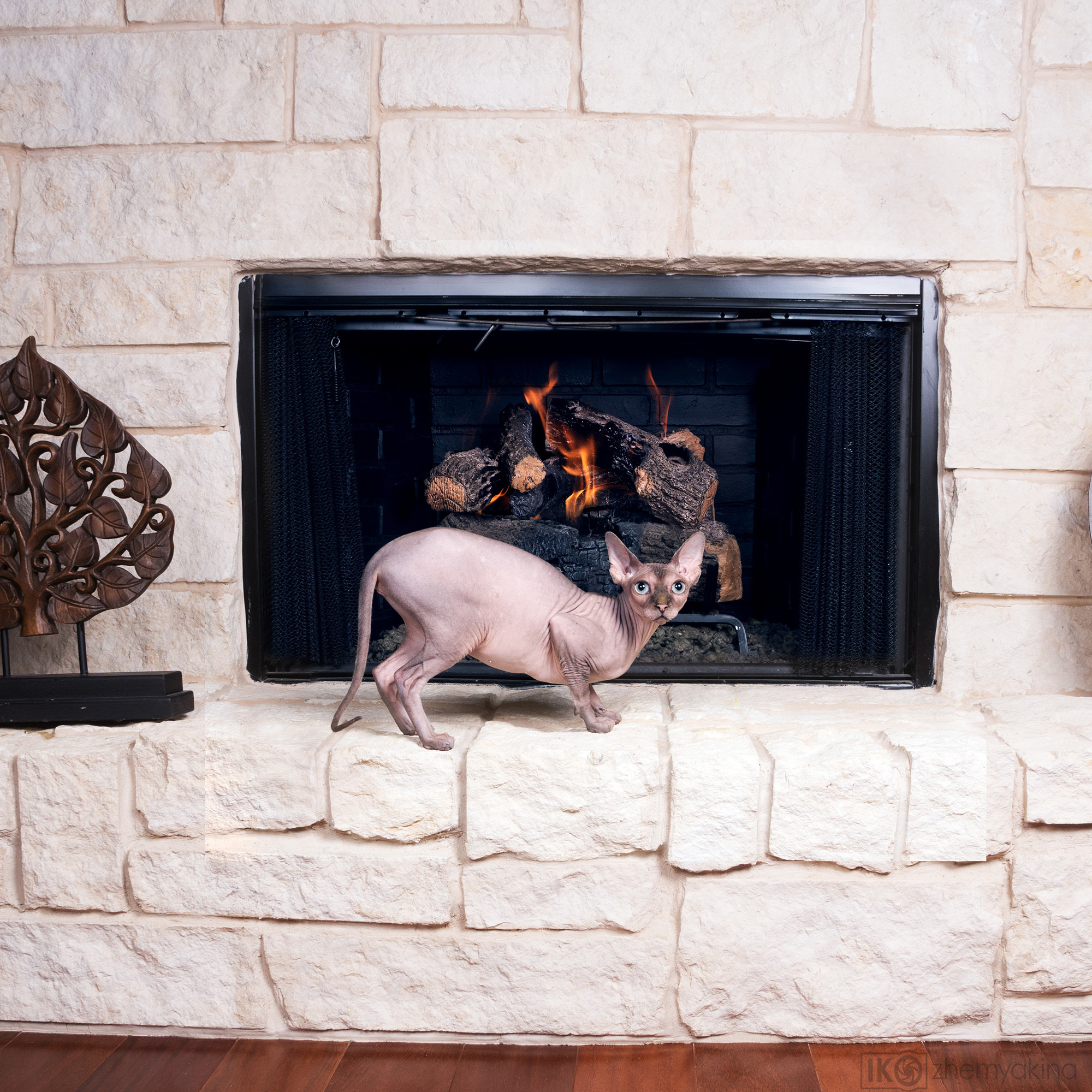 Sphynx cat. Photographer Irina Kozhemyakina. Houston