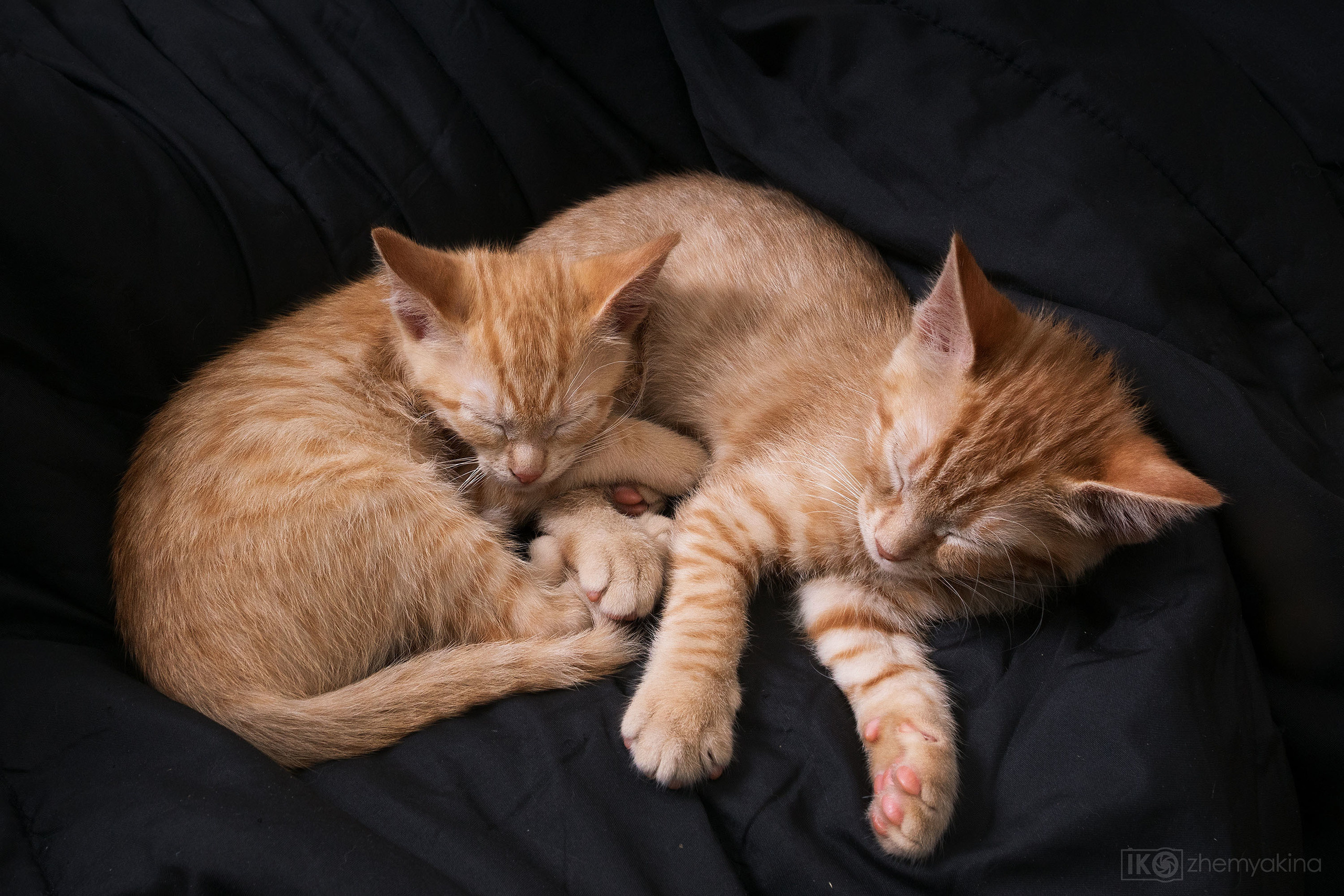 Ginger cats and kittens. Photographer Irina Kozhemyakina. Houston