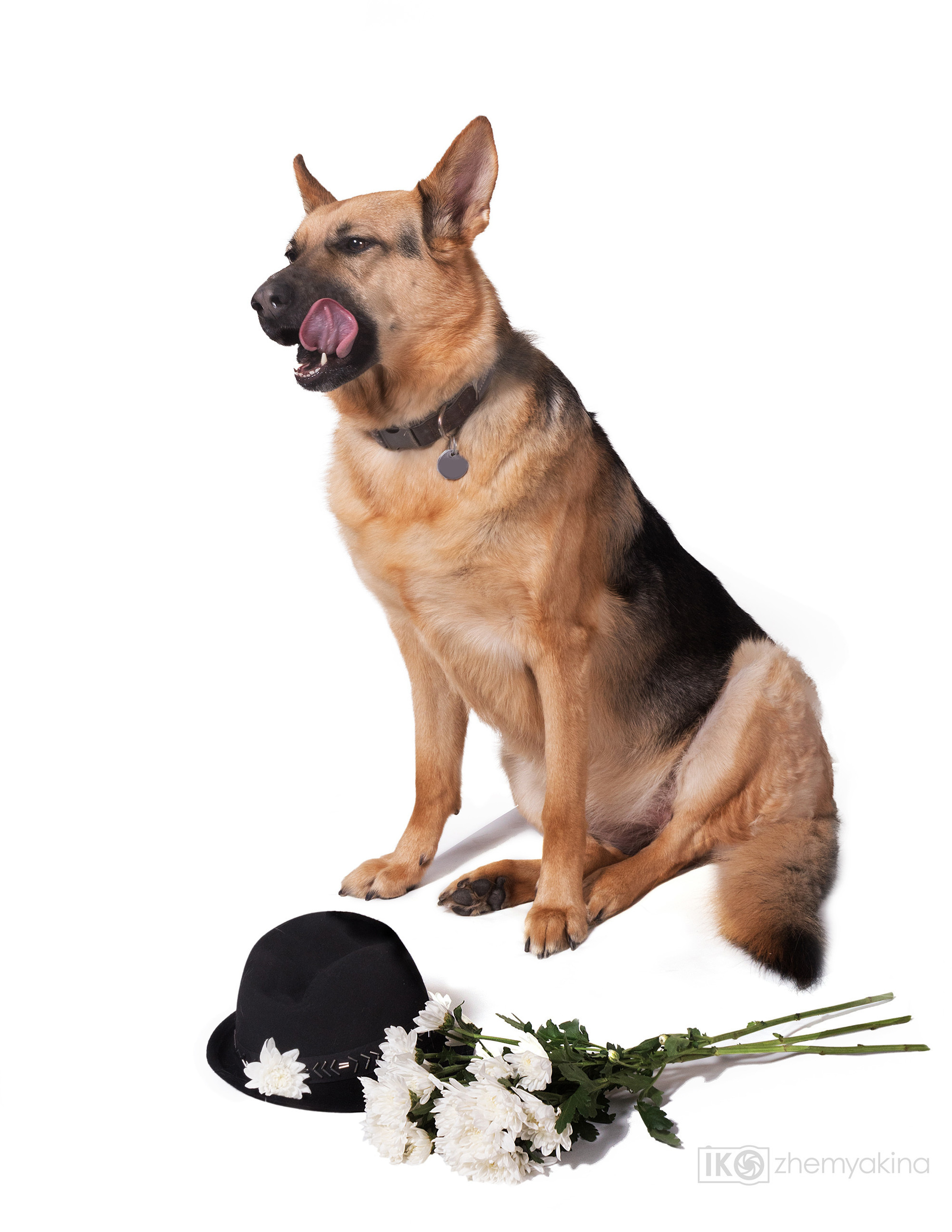 Lucy the Shepherd. Photographer Irina Kozhemyakina. Houston