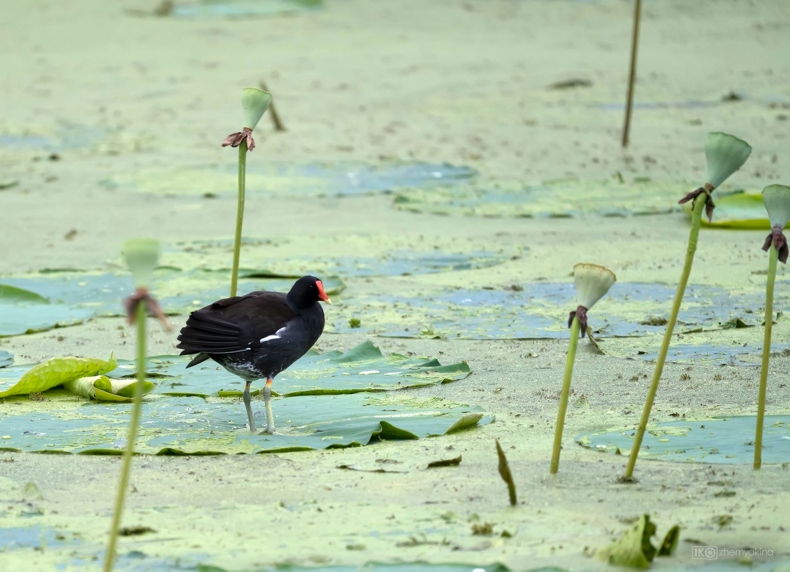 The common moorhen (Gallinula chloropus), also known as the waterhen or swamp chicken, is a bird species in the rail family (Rallidae