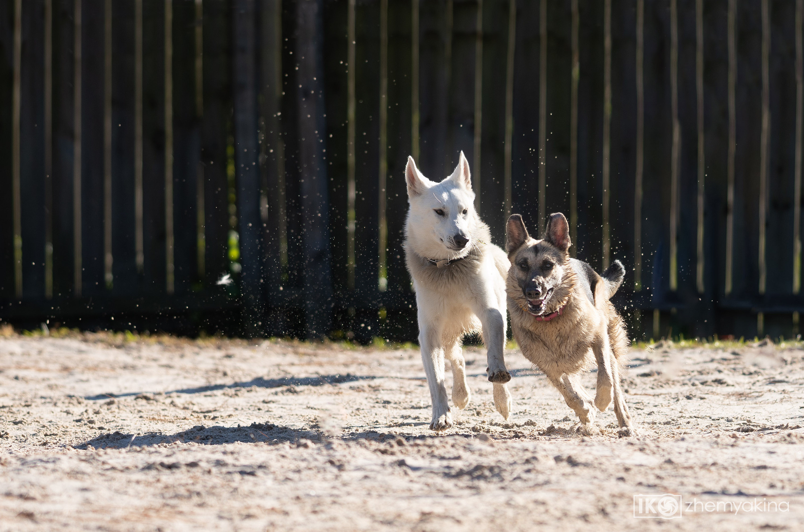 Two shepherd dogs and a ball. Photographer Irina Kozhemyakina. Houston