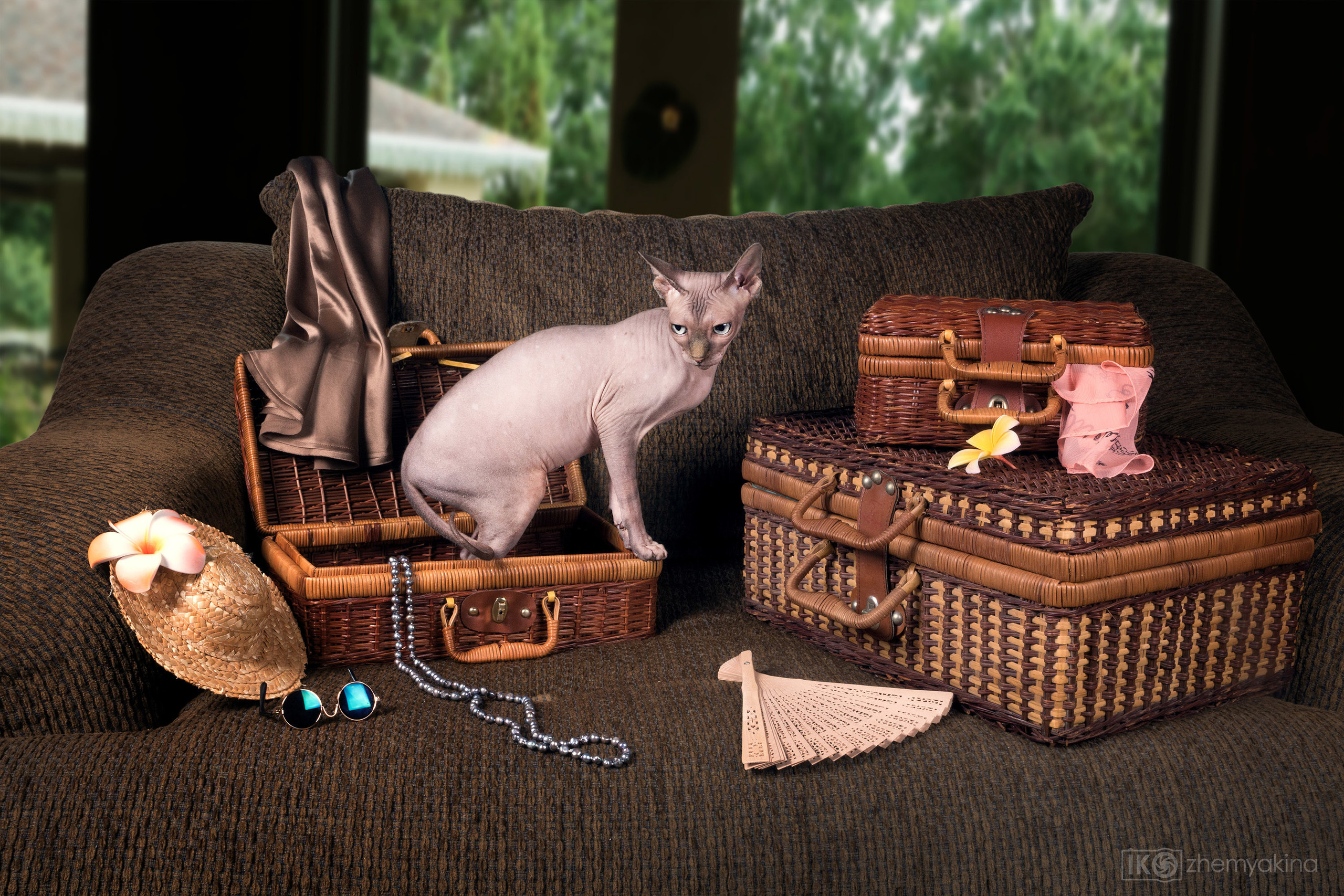 Sphynx cat. Photographer Irina Kozhemyakina. Houston