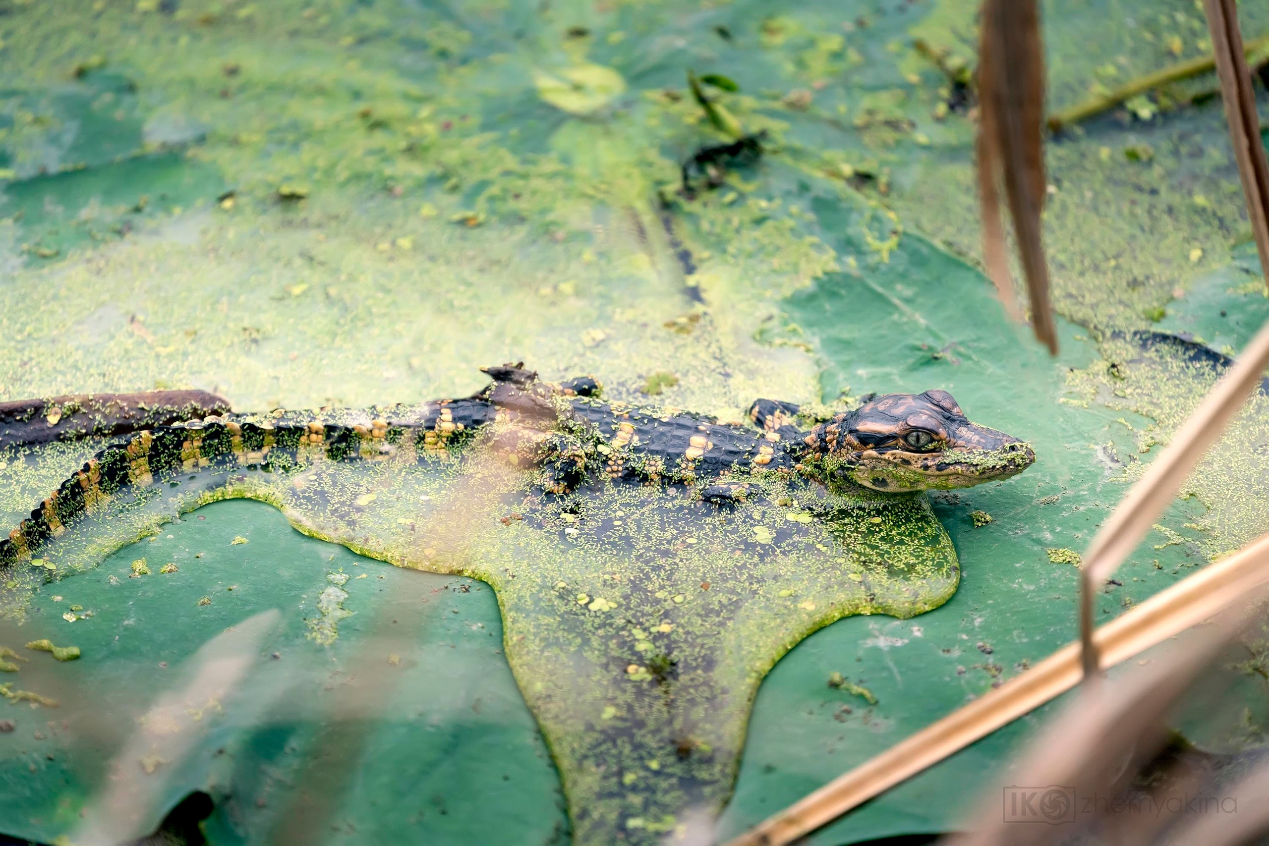 Baby alligator on a lotus leaf