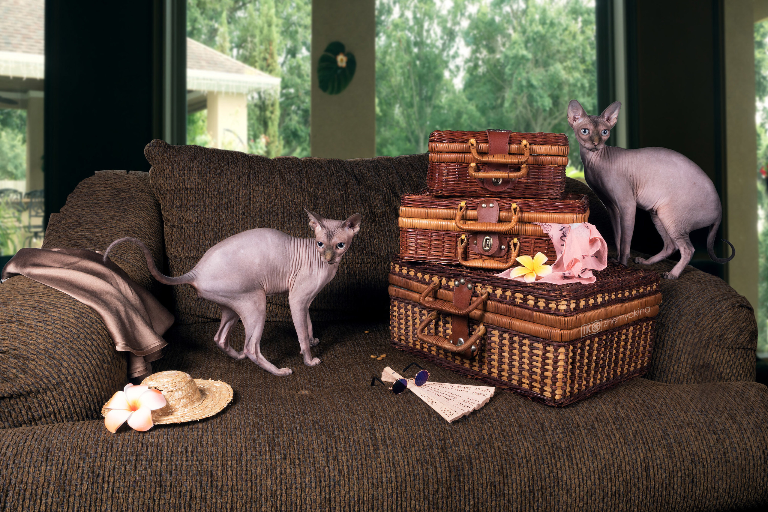 Sphynx cat. Photographer Irina Kozhemyakina. Houston