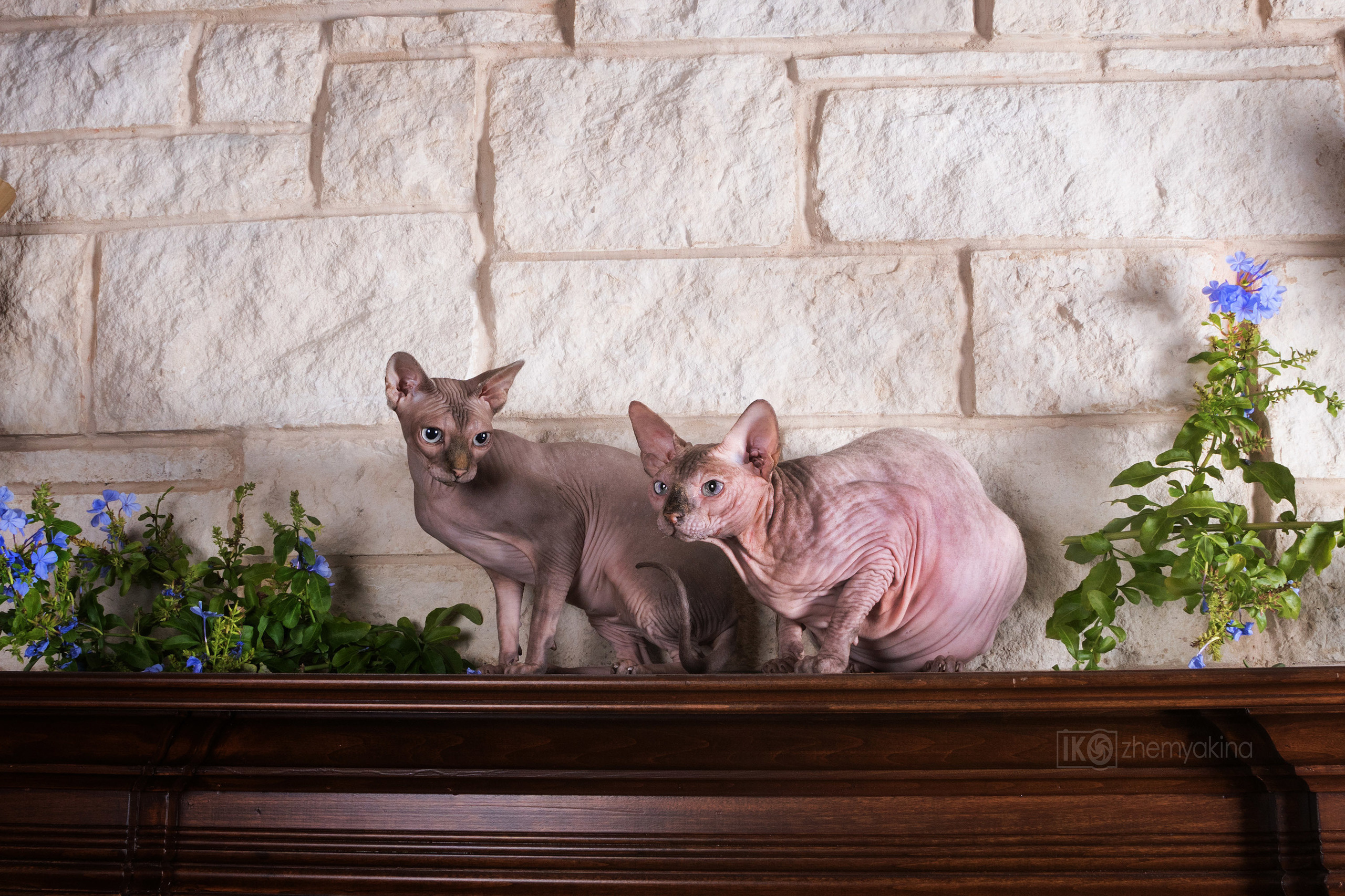 Sphynx cat. Photographer Irina Kozhemyakina. Houston