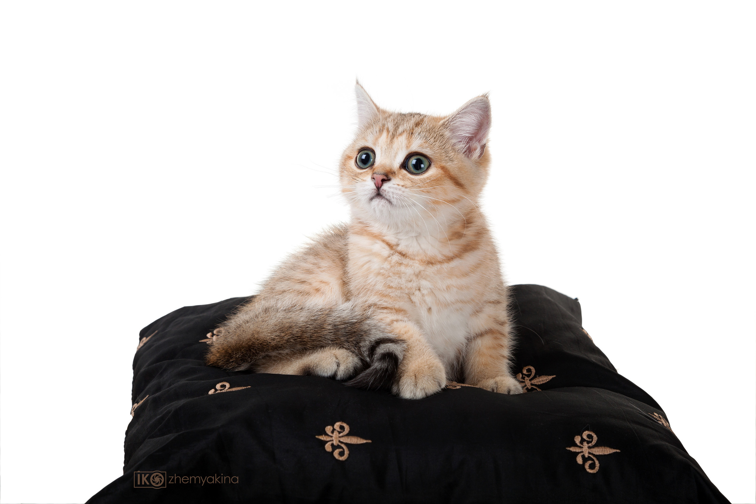 British Glory Cats. Photographer Irina Kozhemyakina. Houston