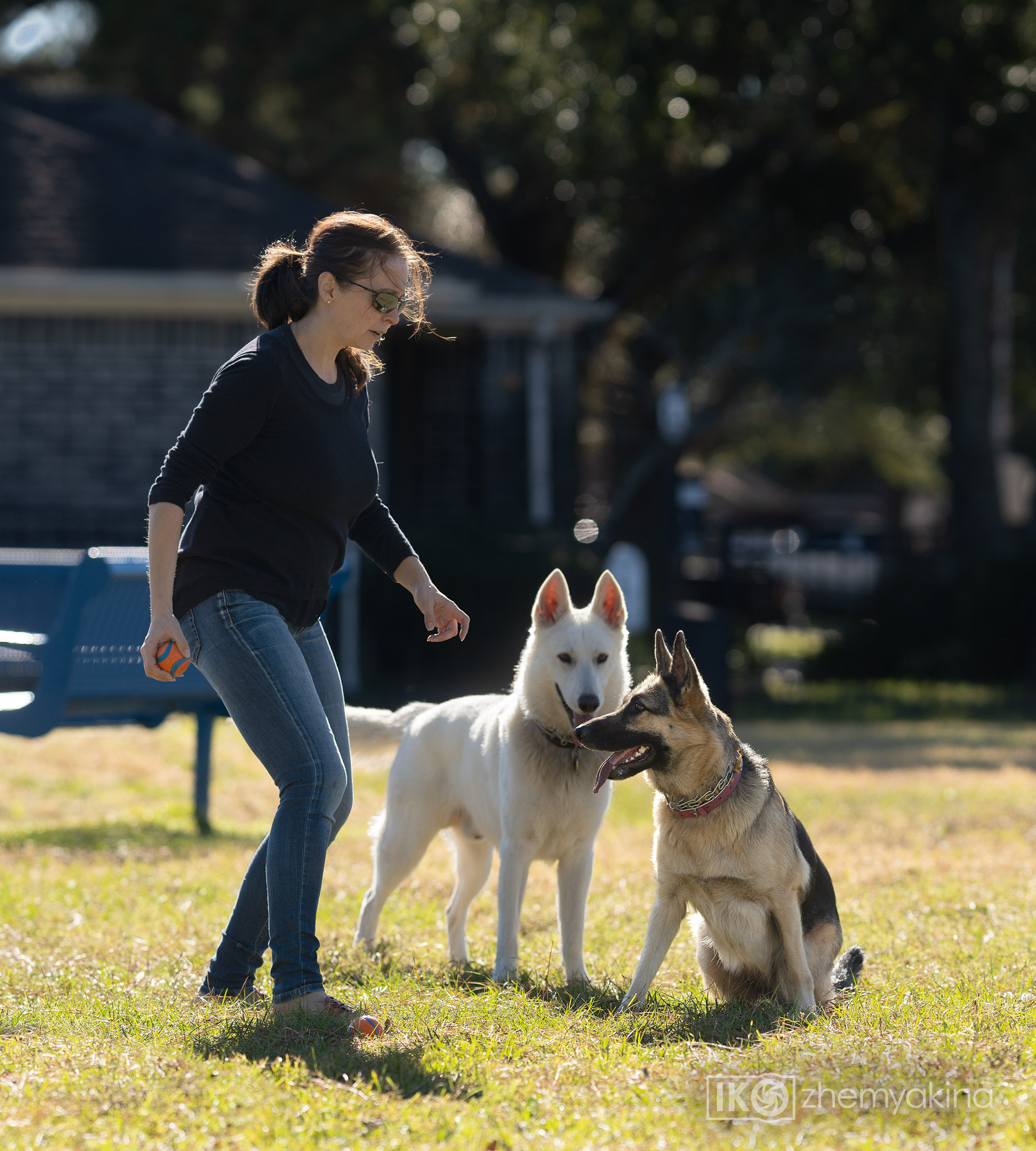 Two shepherd dogs and a ball. Photographer Irina Kozhemyakina. Houston