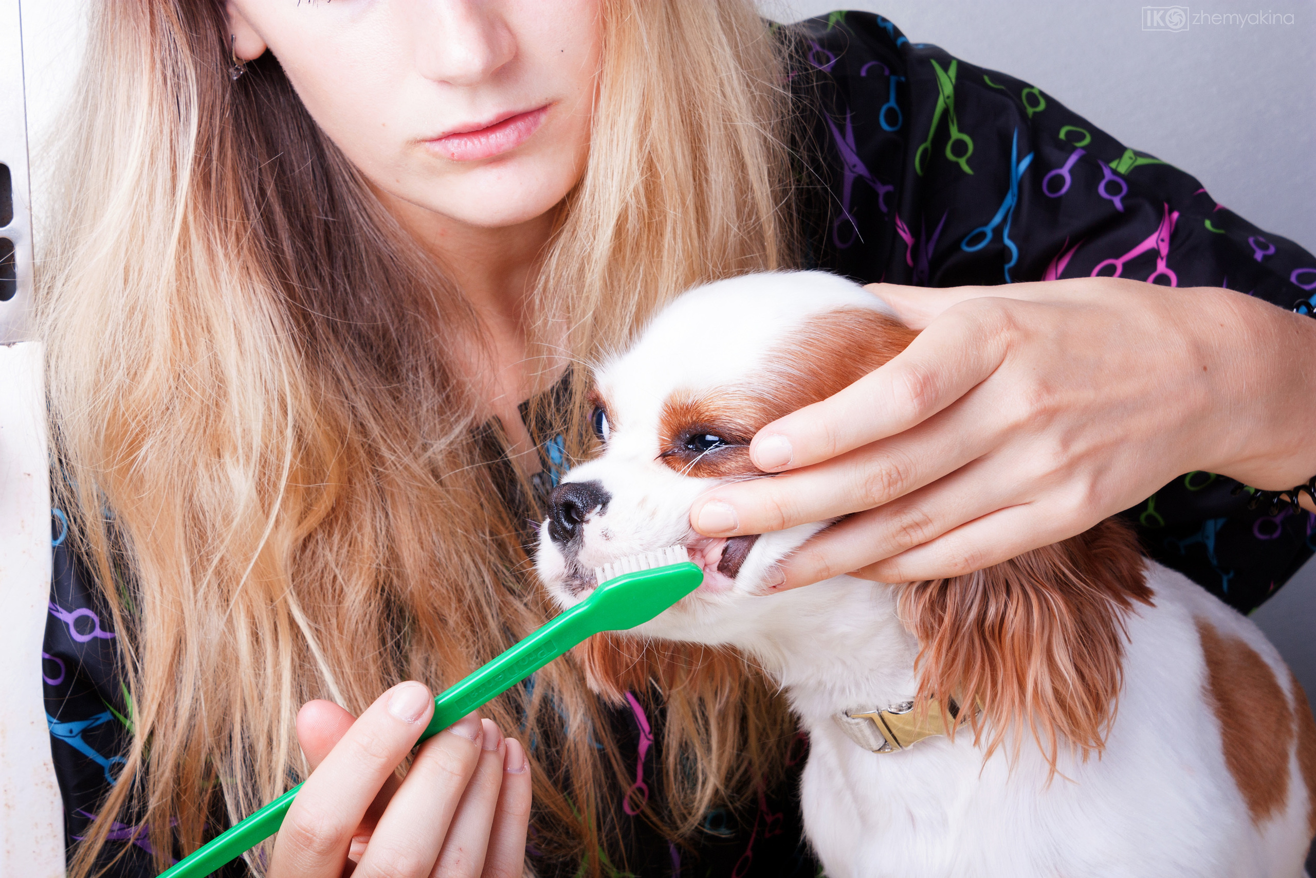 Pet Hotel. Photographer Irina Kozhemyakina. Houston