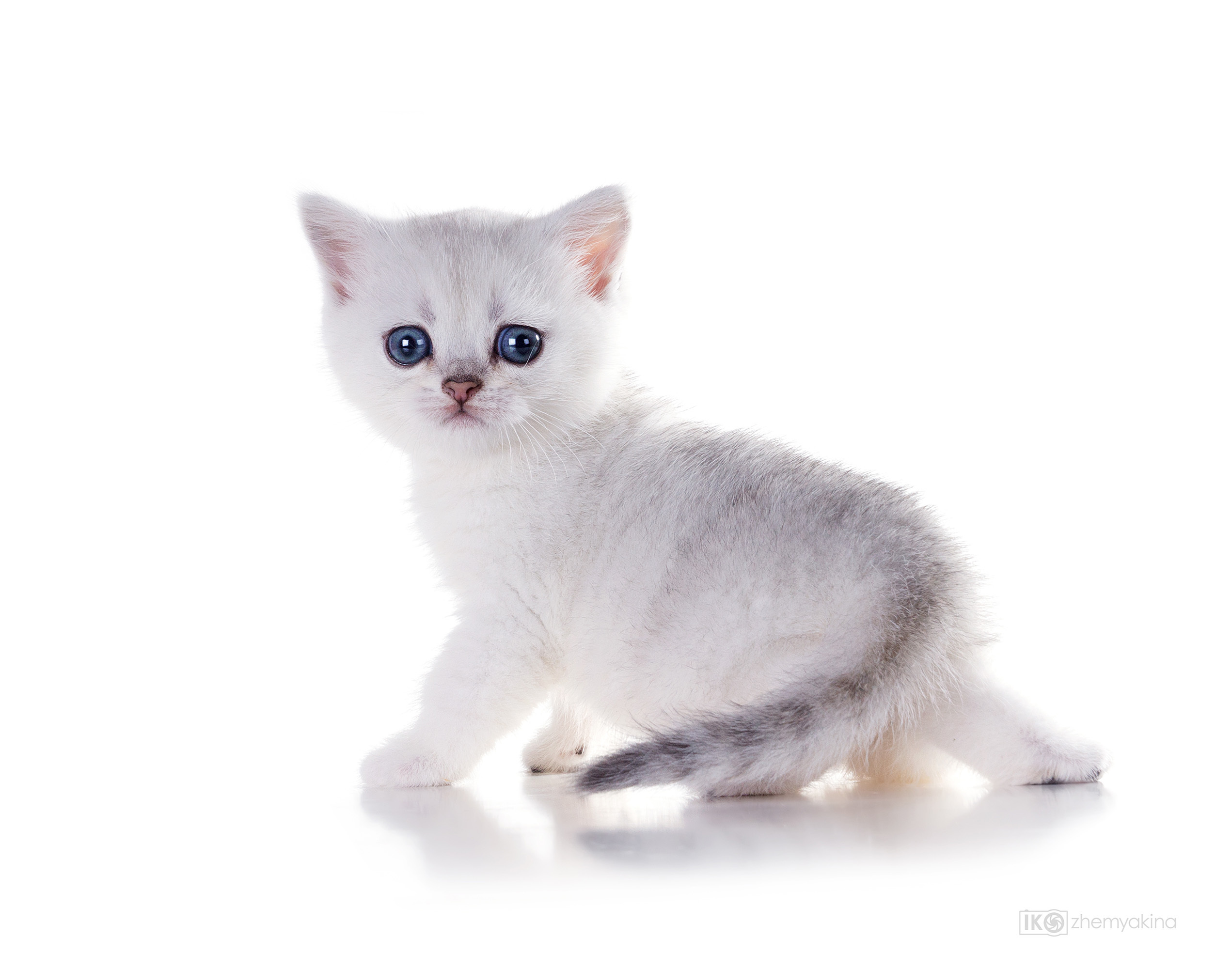 British Glory Cats. Photographer Irina Kozhemyakina. Houston