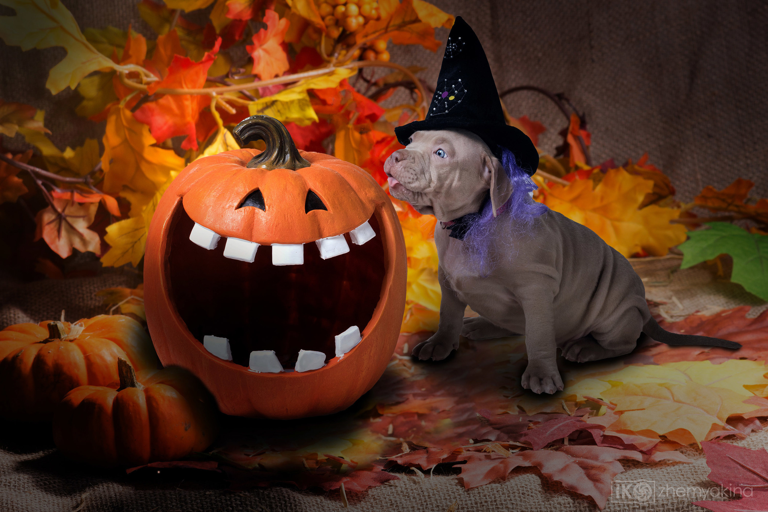 Swag Kennels. Photographer Irina Kozhemyakina. Houston