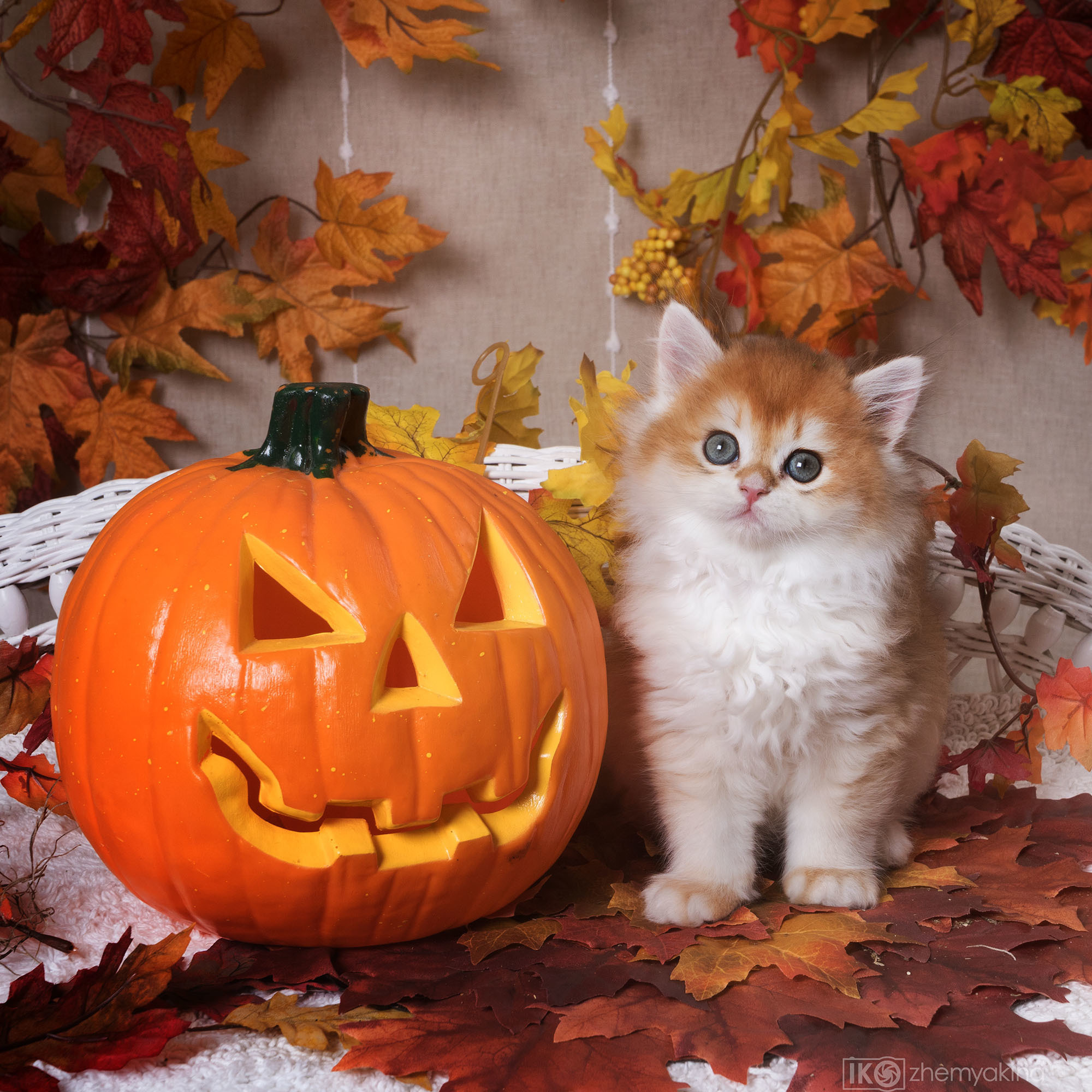 British Glory Cats. Photographer Irina Kozhemyakina. Houston