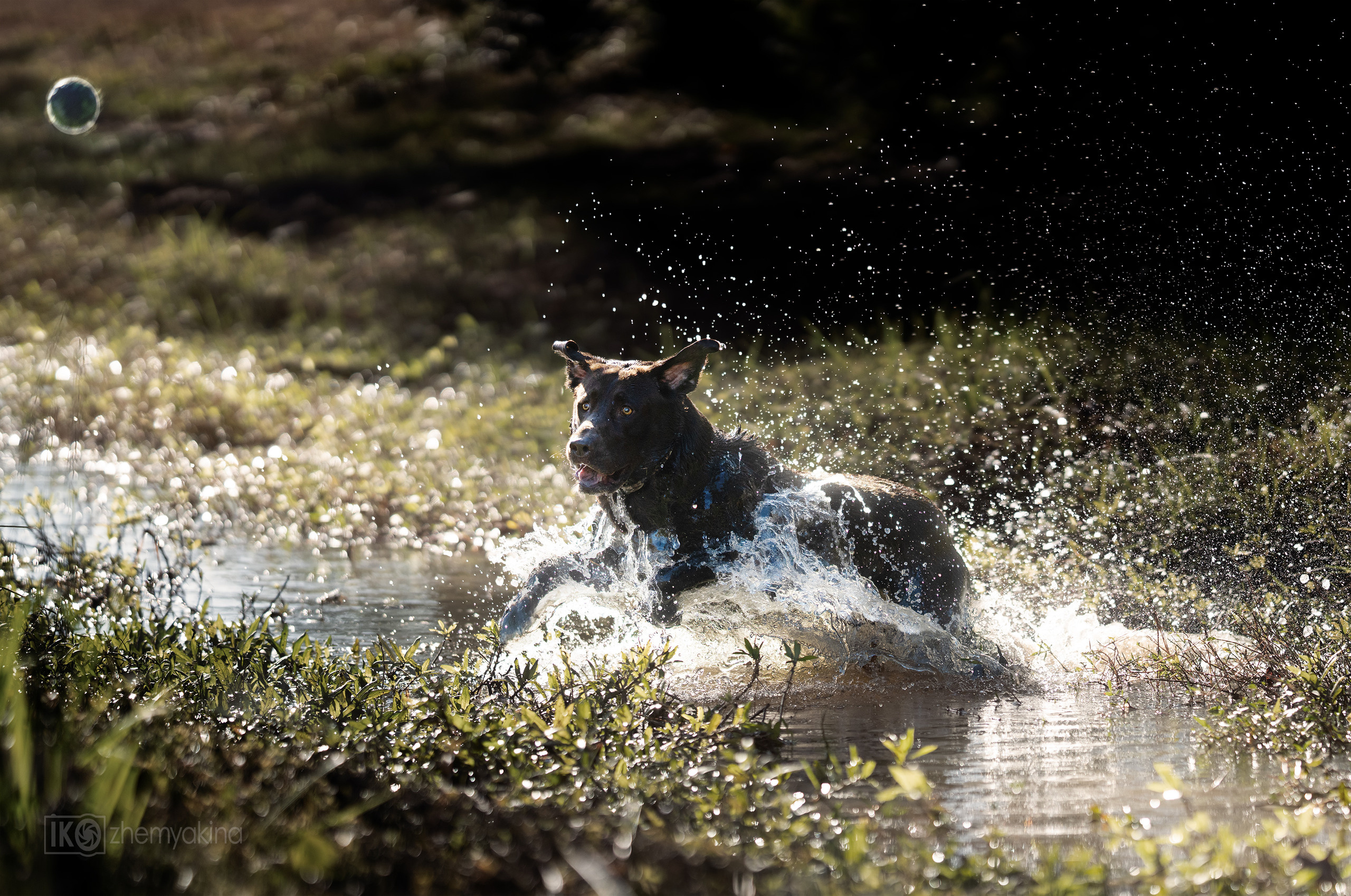 Chocolate labrador Chief. Photographer Irina Kozhemyakina. Houston
