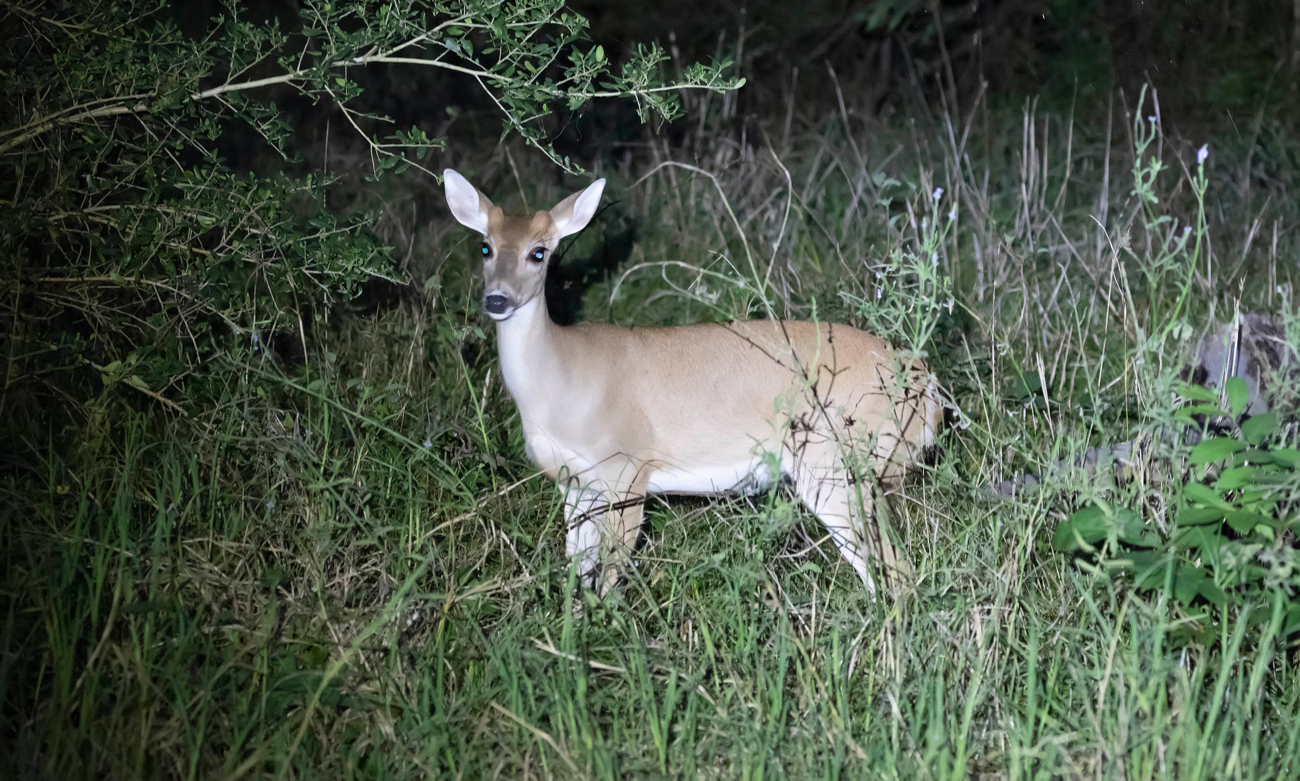 Deer eyes glow blue in the dark