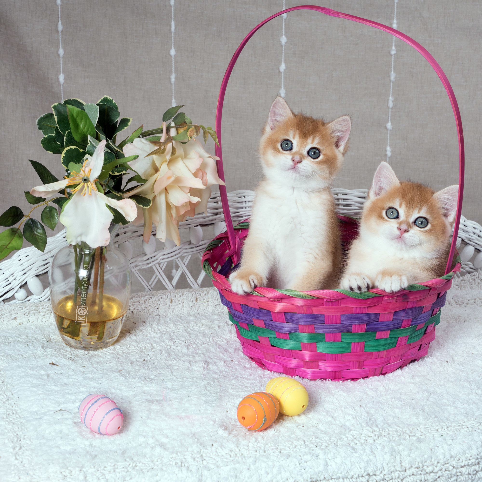 British Glory Cats. Photographer Irina Kozhemyakina. Houston