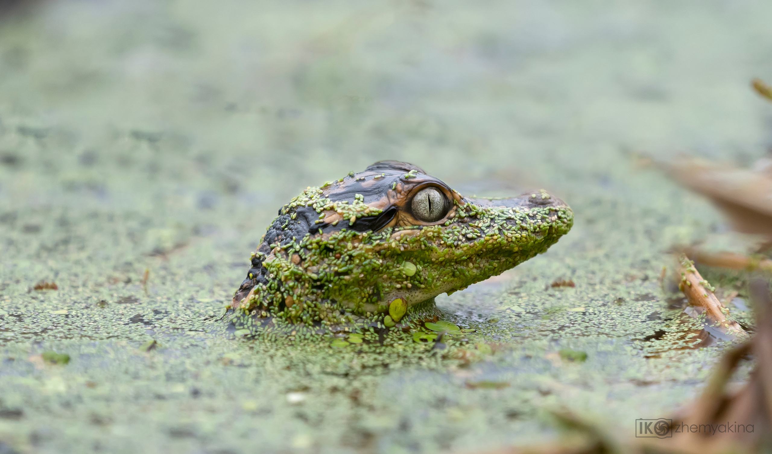 Brazos Bend State Park — Texas Parks and Wildlife. Photographer Irina Kozhemyakina. Houston